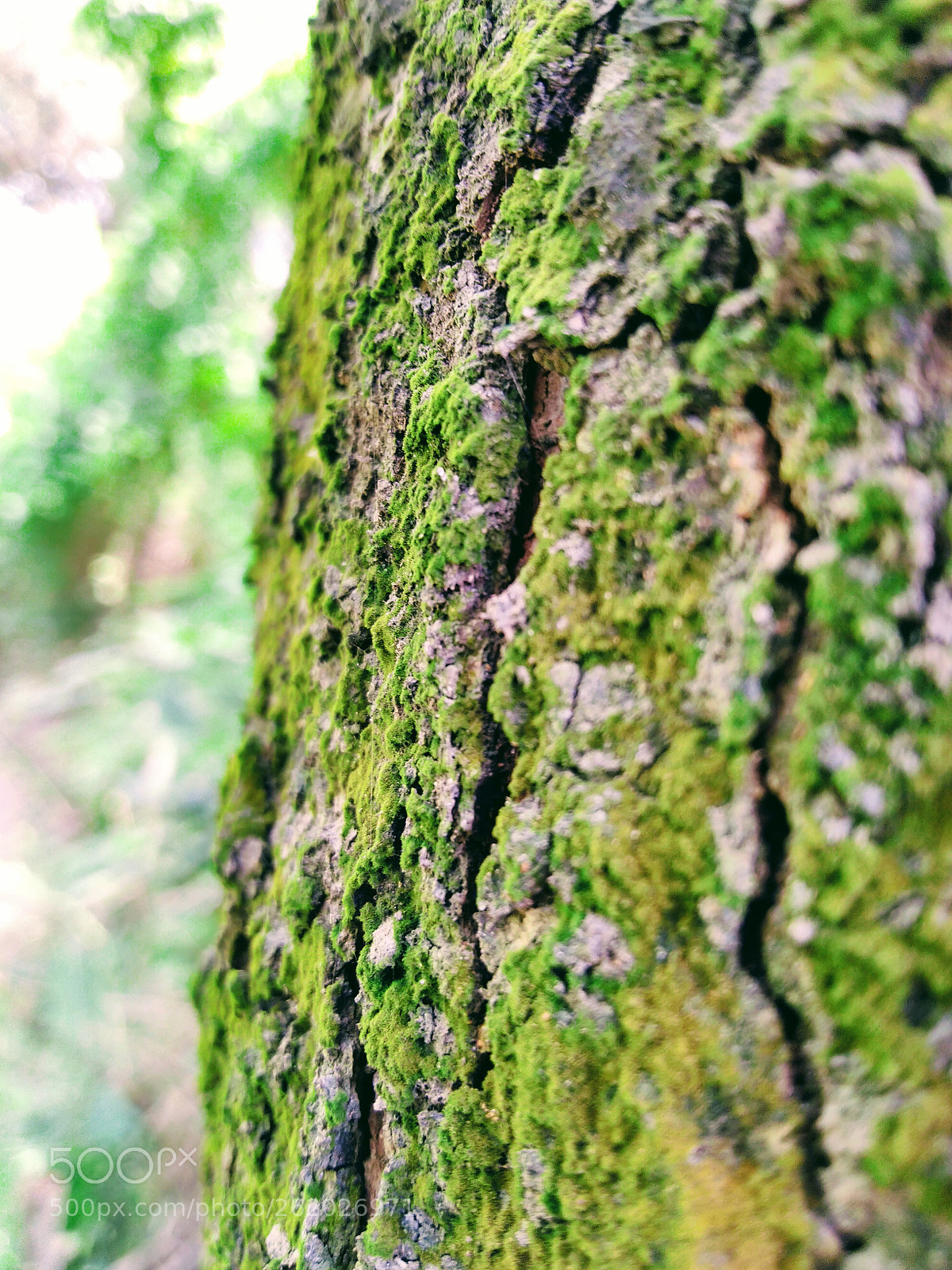 ASUS ZenFone Max Pro M1 (ZB602KL) (WW) / Max Pro M1 (ZB601KL) (IN) sample photo. Untitled photography