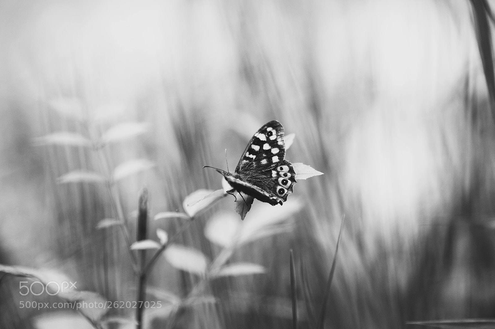 Pentax K-S2 sample photo. Papillon photography