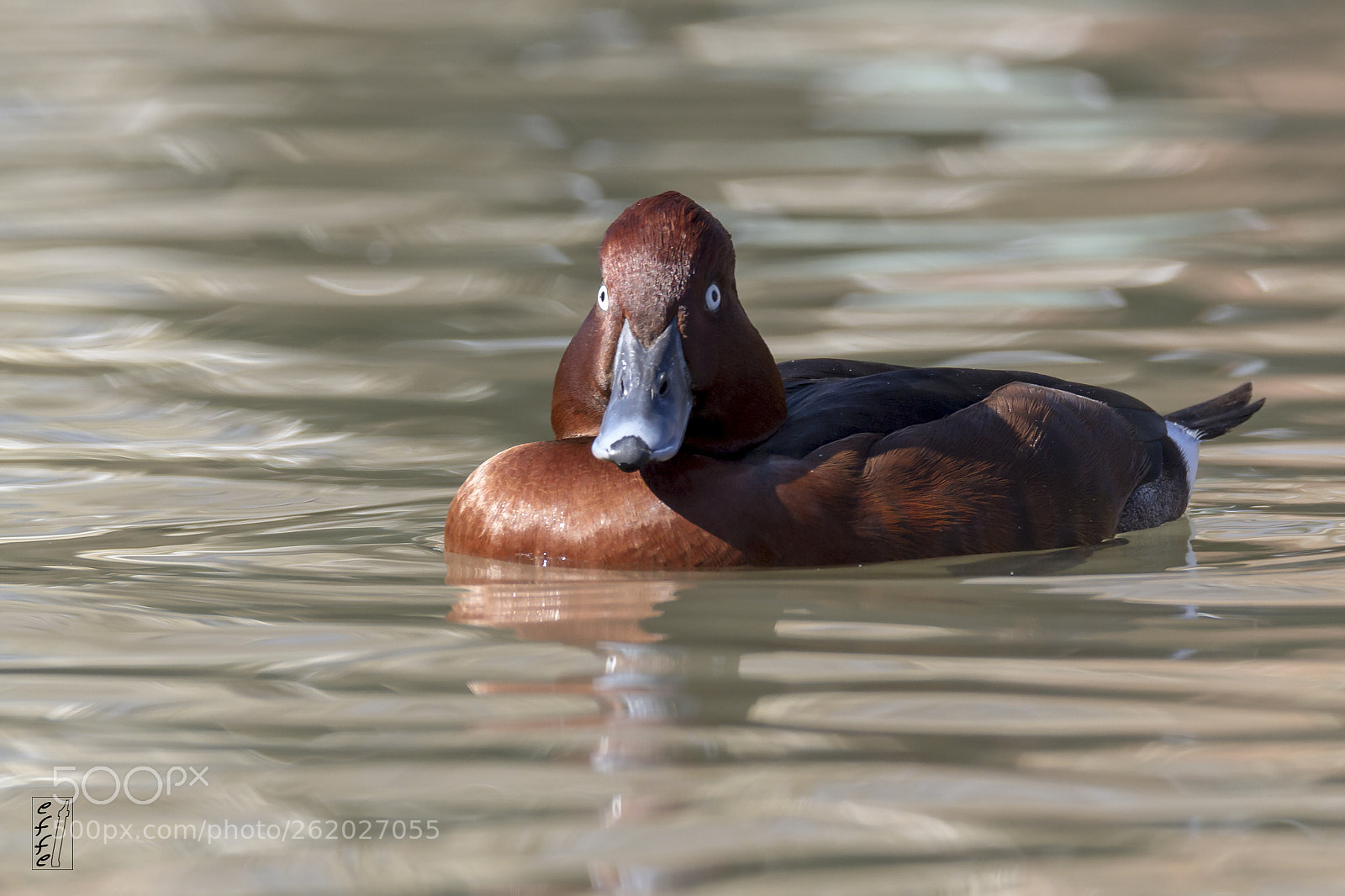 Canon EOS 7D sample photo. Ferruginous duck photography