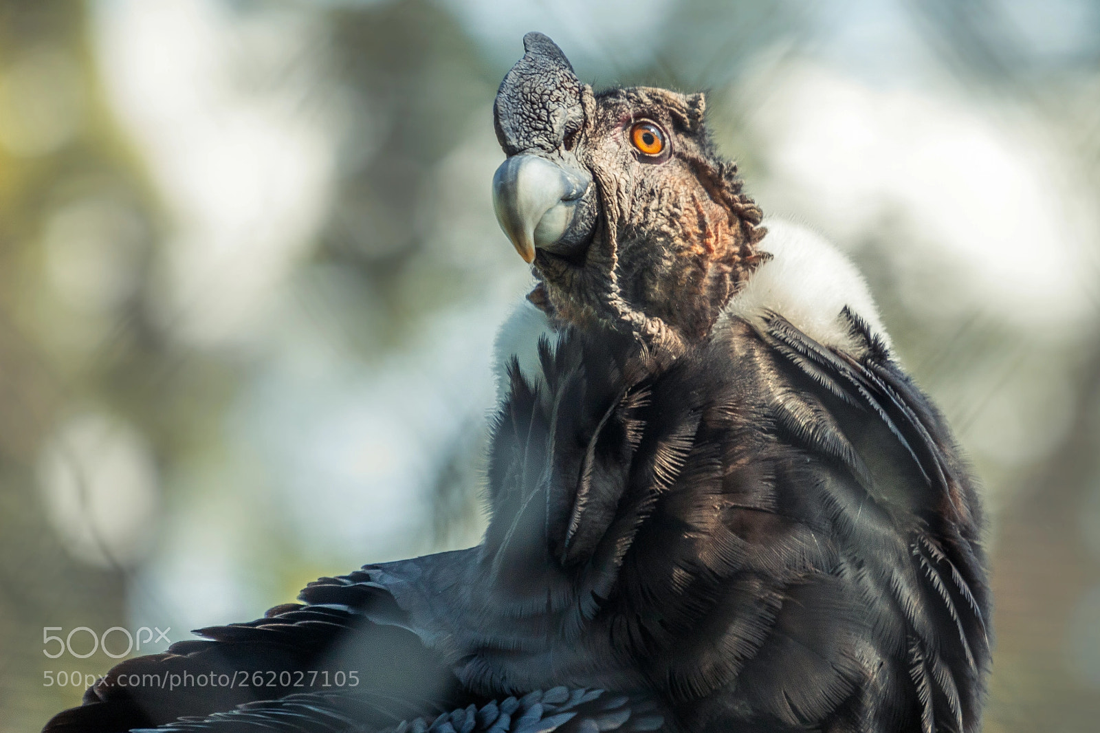 Canon EOS 760D (EOS Rebel T6s / EOS 8000D) sample photo. Scouting vulture photography