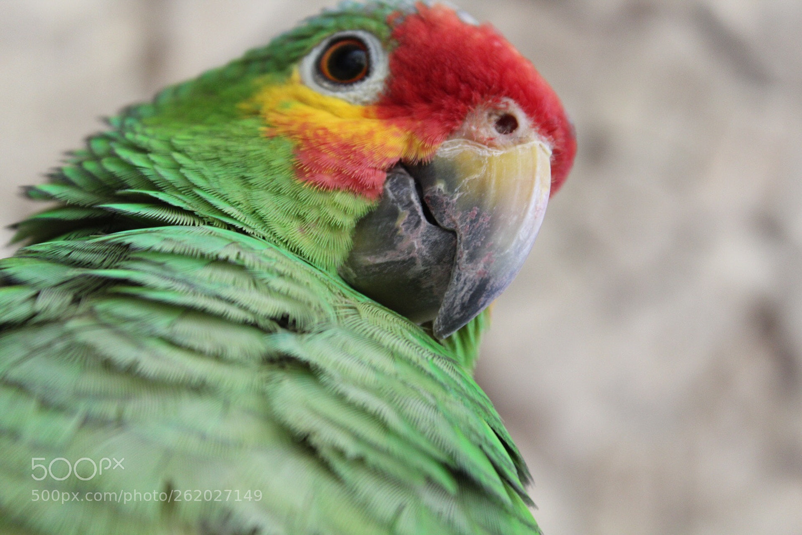 Canon EOS 1300D (EOS Rebel T6 / EOS Kiss X80) sample photo. Macro bird photography