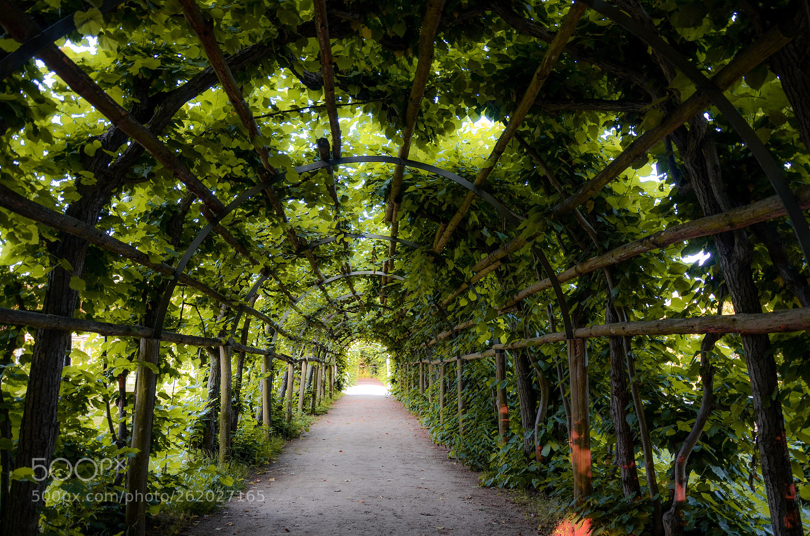 Nikon D7000 sample photo. Green photography