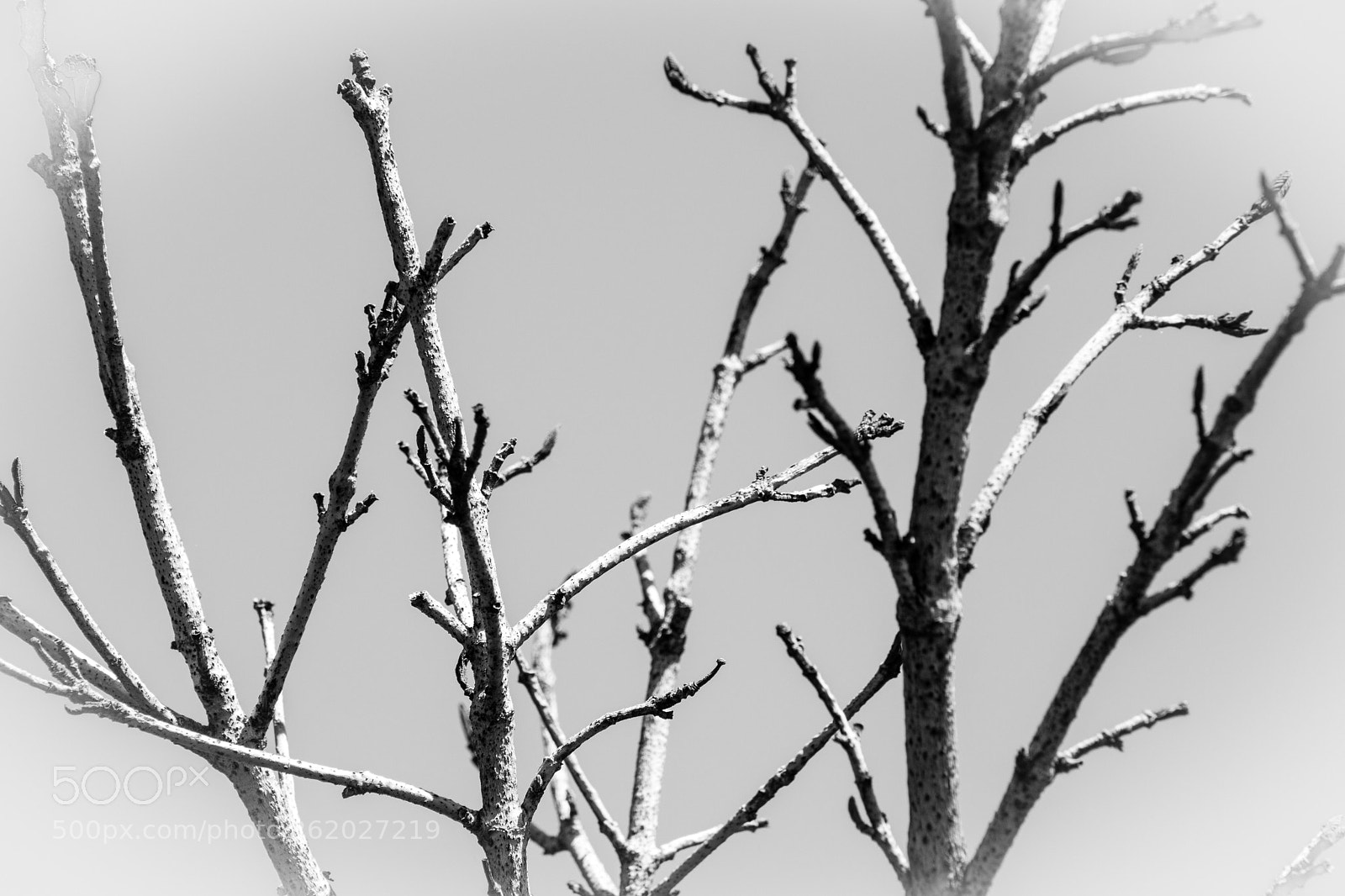 Nikon D5300 sample photo. B&w bare branches  photography