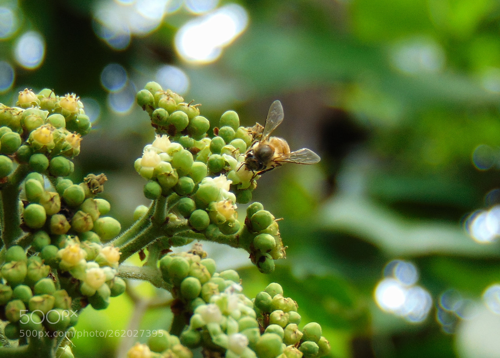 Sony Cyber-shot DSC-H300 sample photo. || honey collector || photography