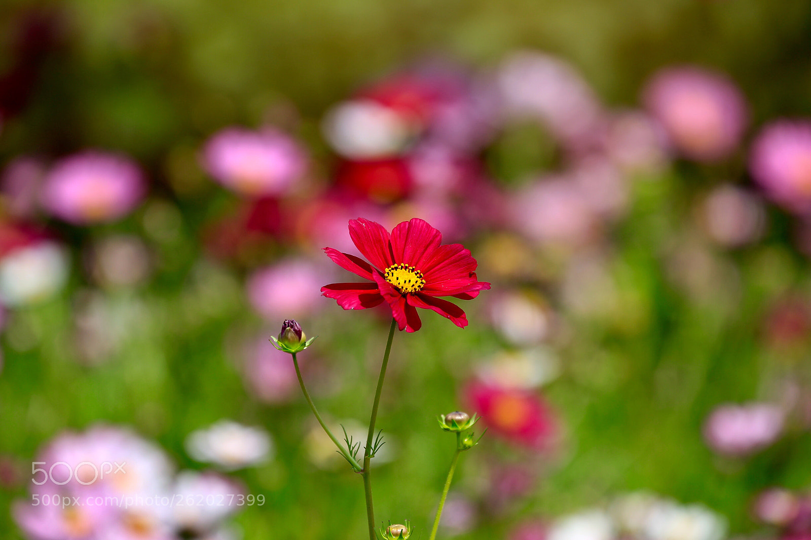 Canon EOS-1D Mark IV sample photo. Untitled photography
