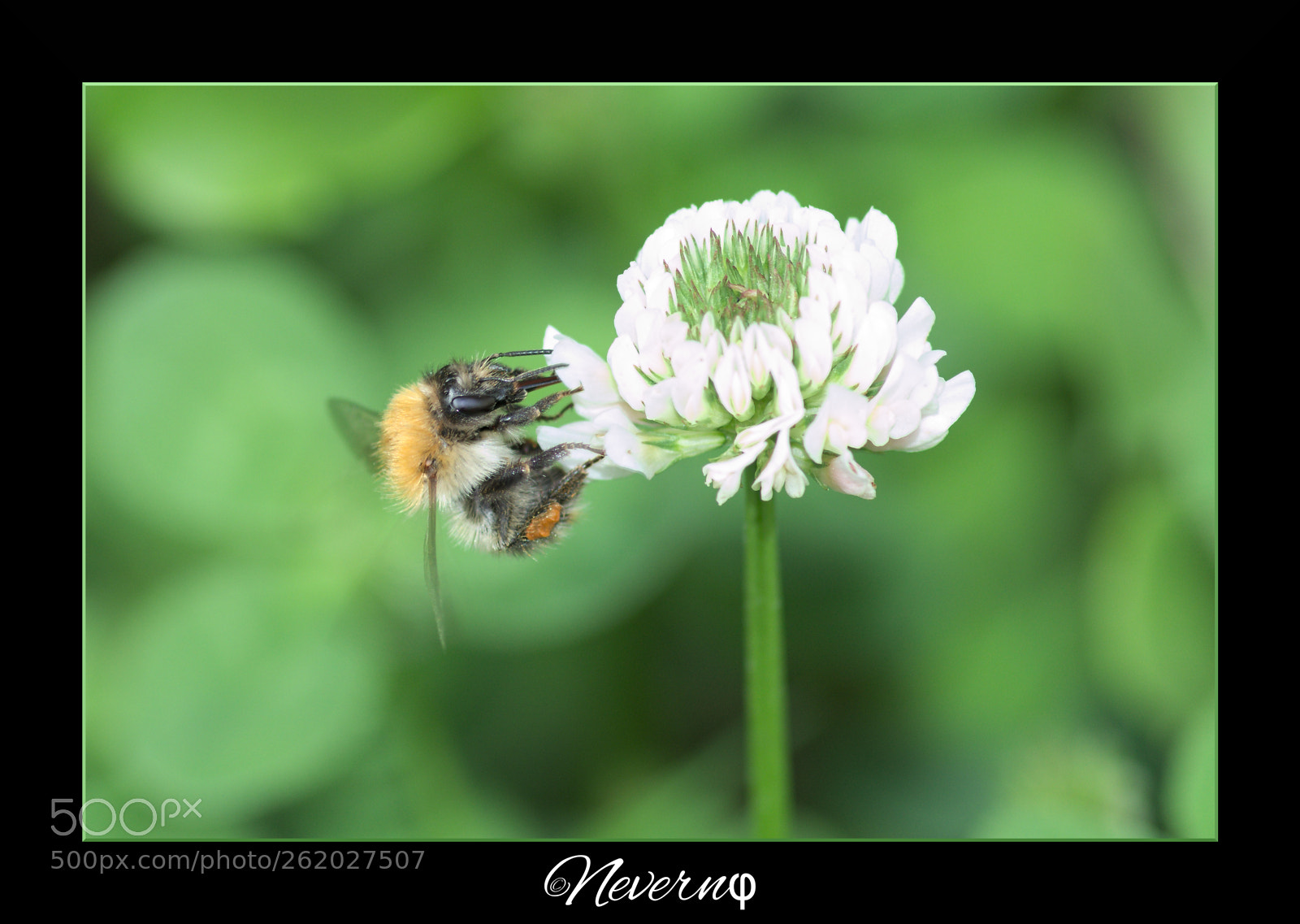 Pentax K-S2 sample photo. Bee photography