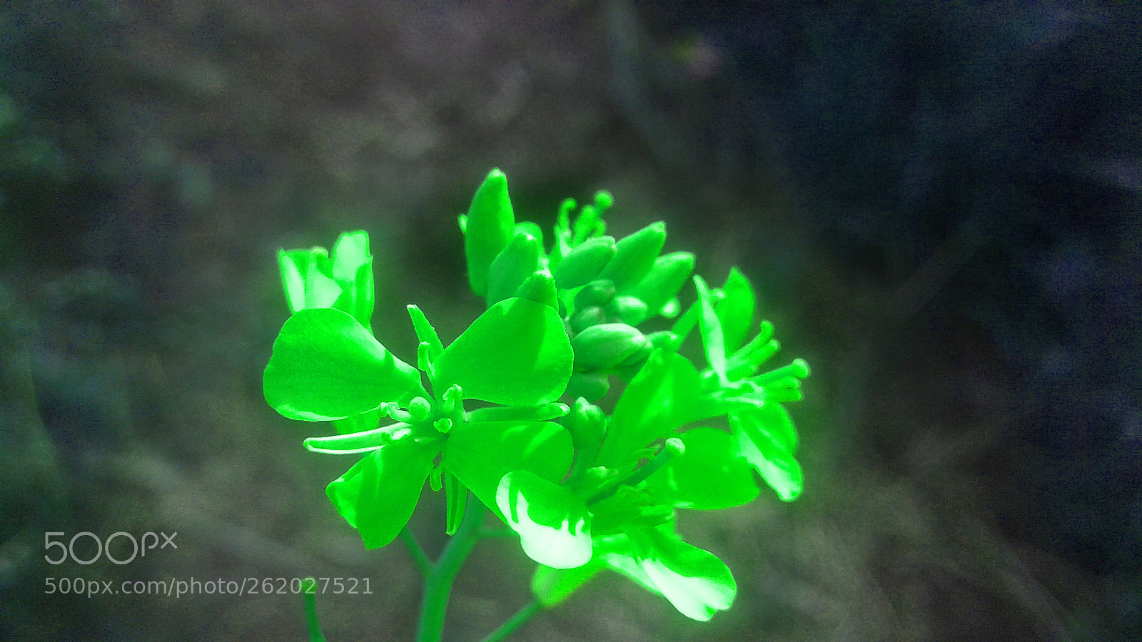 Samsung Galaxy J2 sample photo. Flower photography