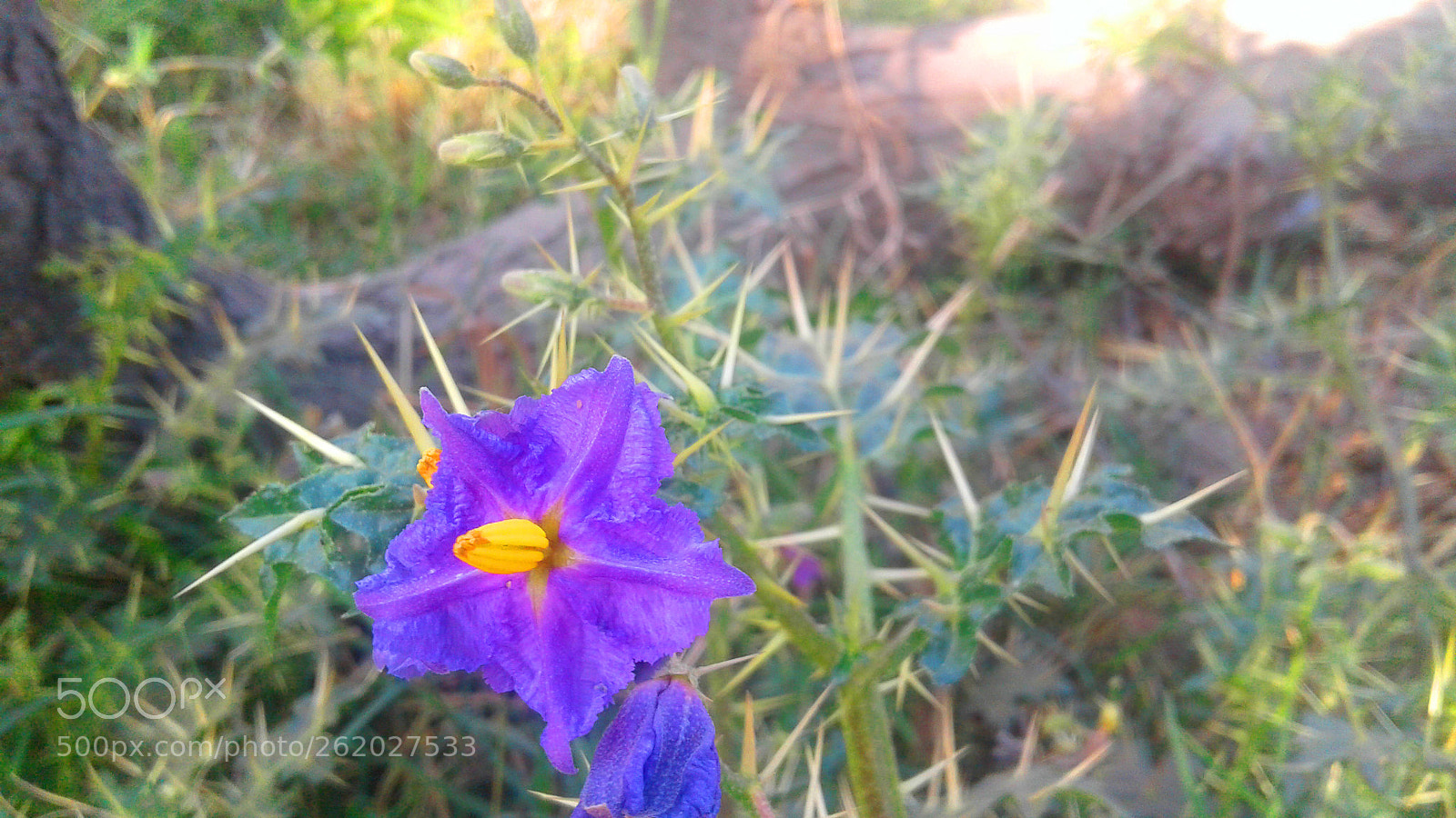 Samsung Galaxy J2 sample photo. Purpel photography
