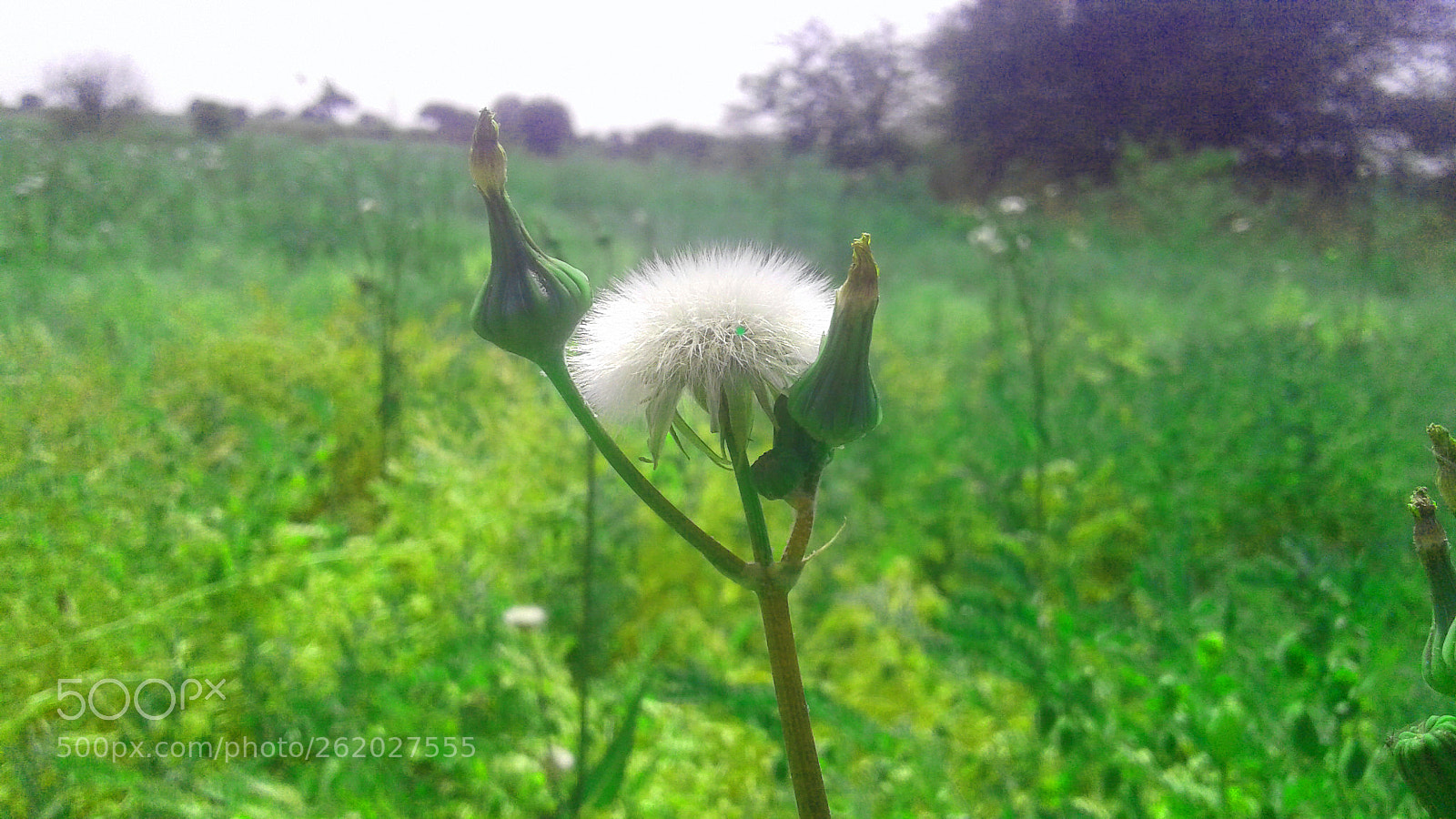 Samsung Galaxy J2 sample photo. White flower photography