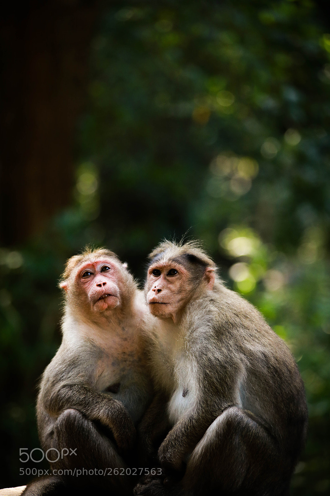 Canon EOS 6D sample photo. The two monkeys. photography
