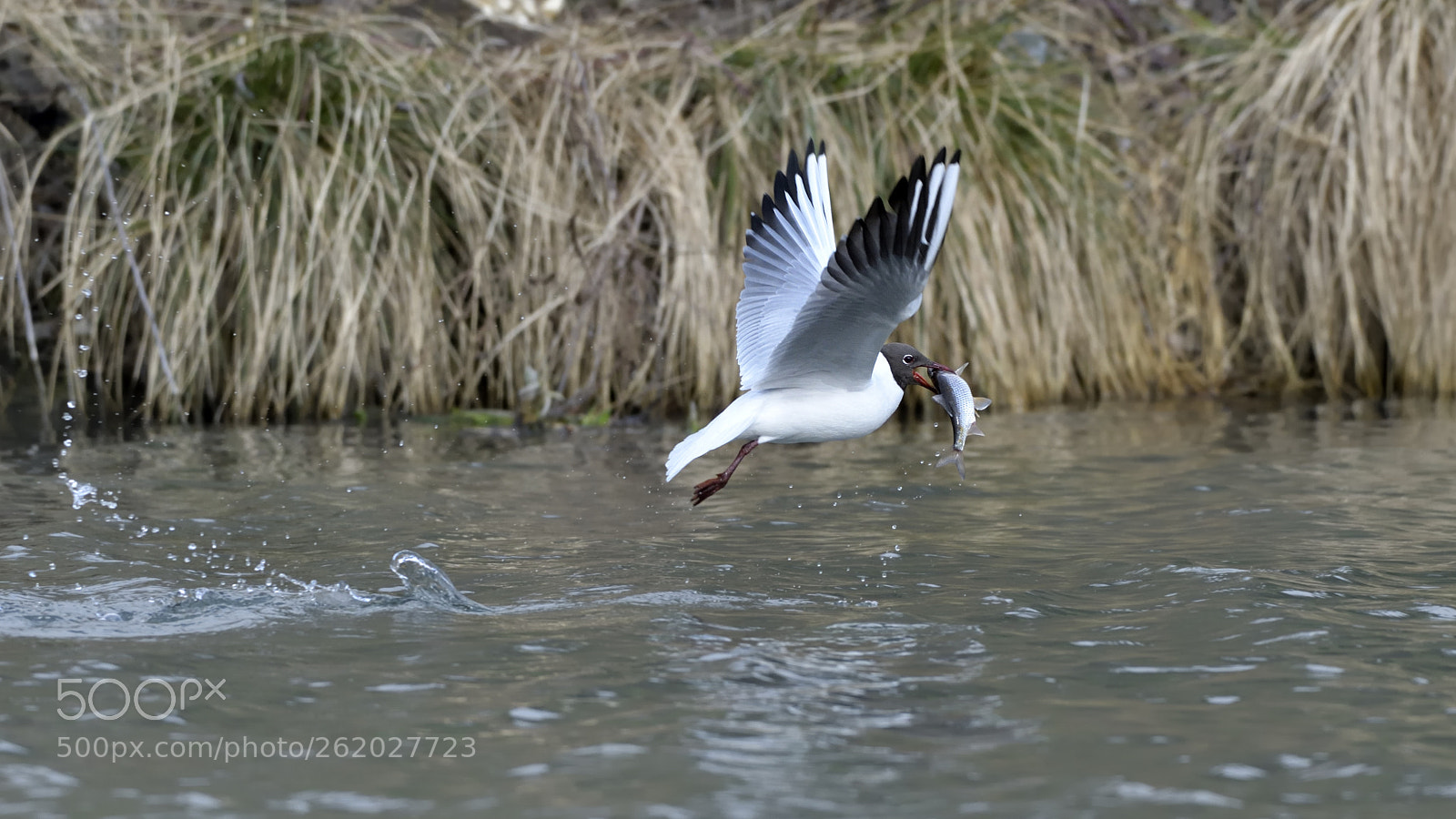 Nikon AF-S Nikkor 200-500mm F5.6E ED VR sample photo. Gull photography