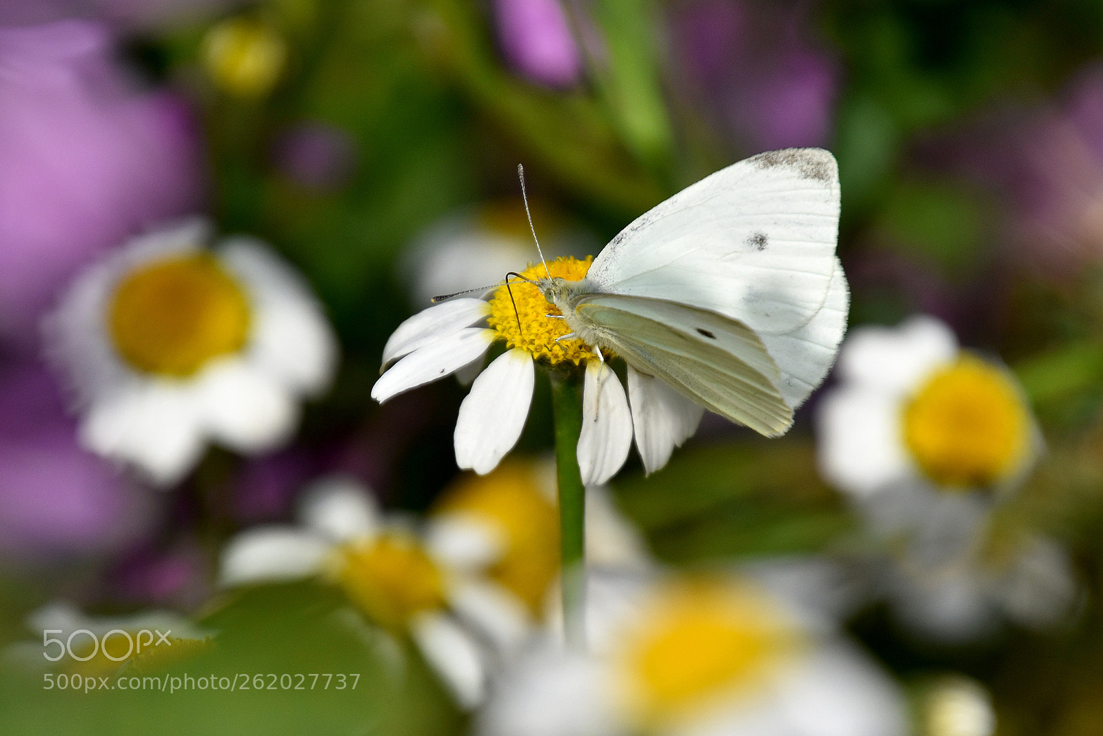 Nikon D5500 sample photo. Colores en el campo photography