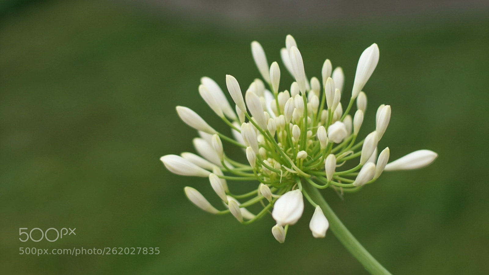 Sony a6000 sample photo. Smaragd lilien photography