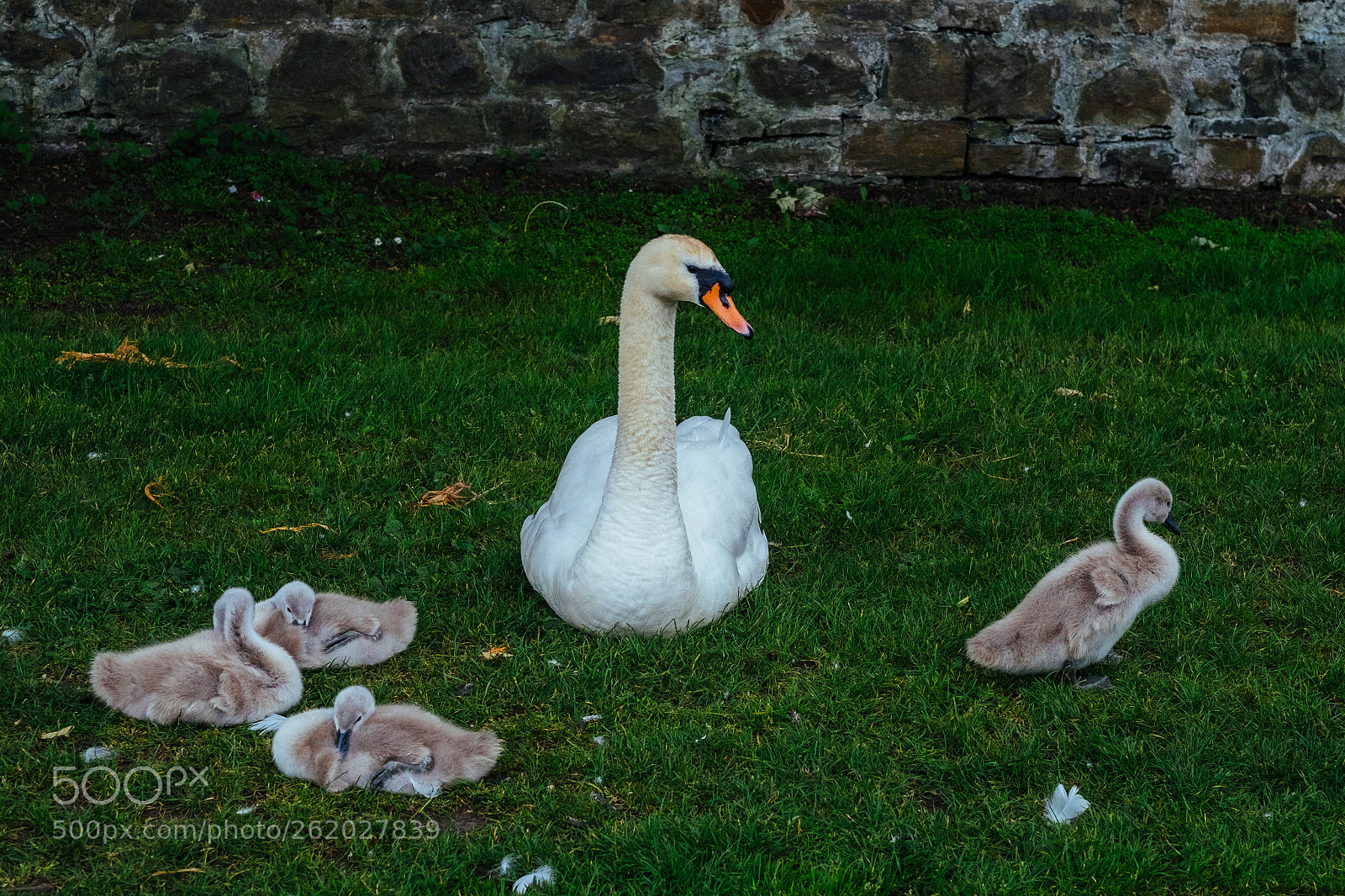 Fujifilm X-E2 sample photo. A family afternoon photography