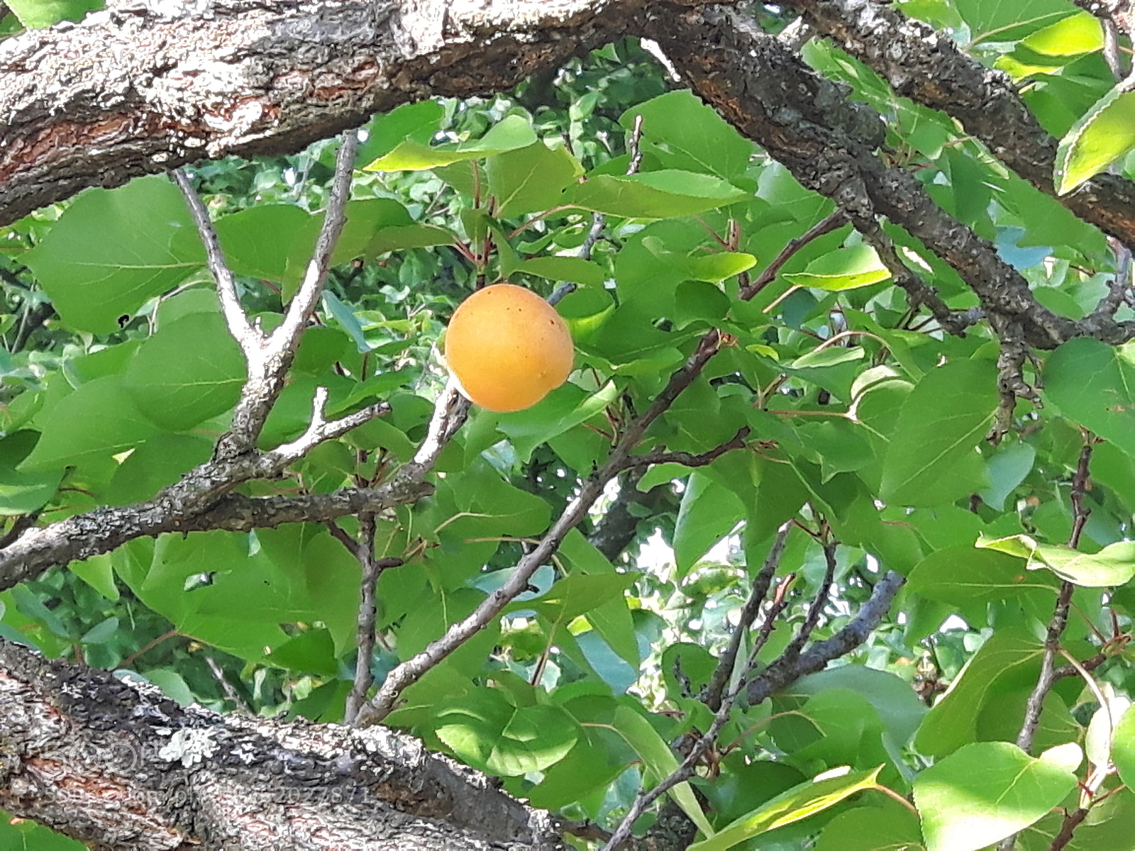 Samsung Galaxy S5 Neo sample photo. Apricot photography
