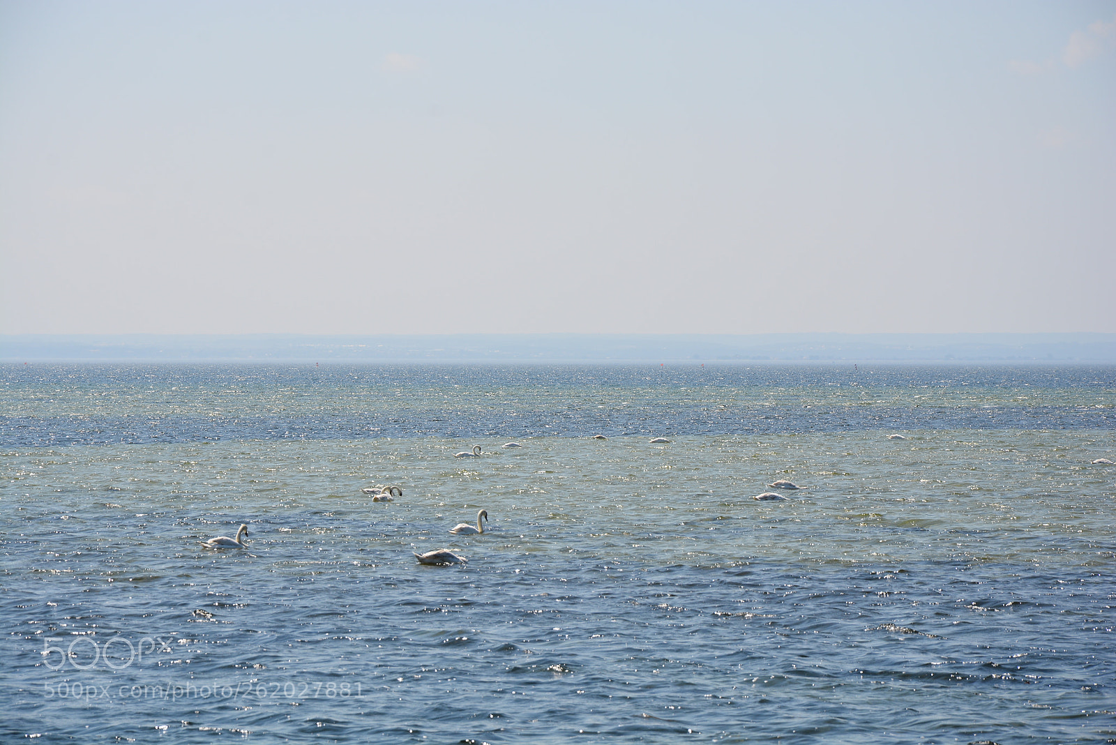 Nikon D7100 sample photo. Swans photography