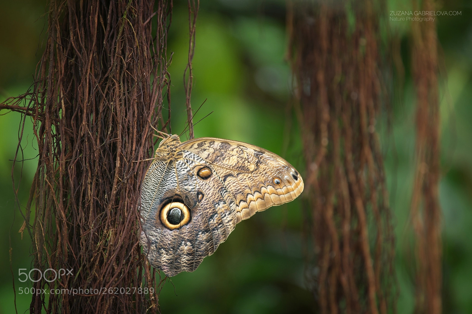 Nikon D500 sample photo. Giant owl (caligo memnon) photography