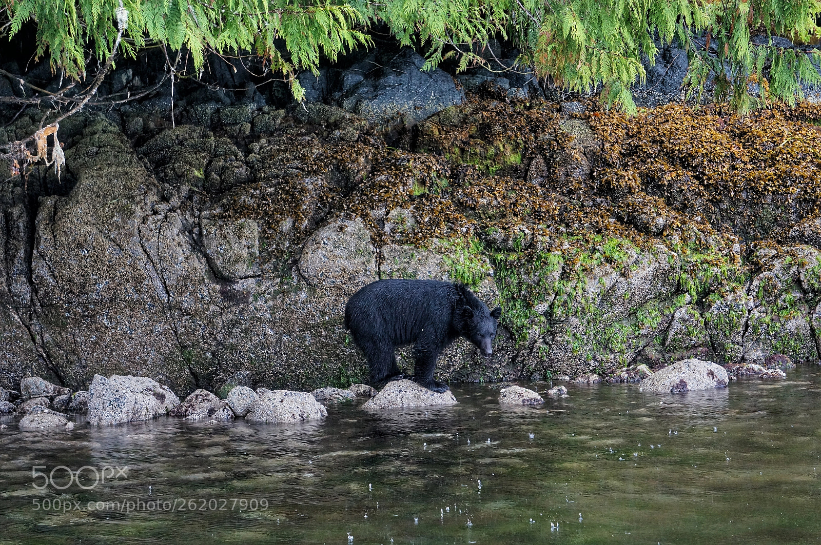 Sony Alpha NEX-6 sample photo. Vancouver island black bear photography