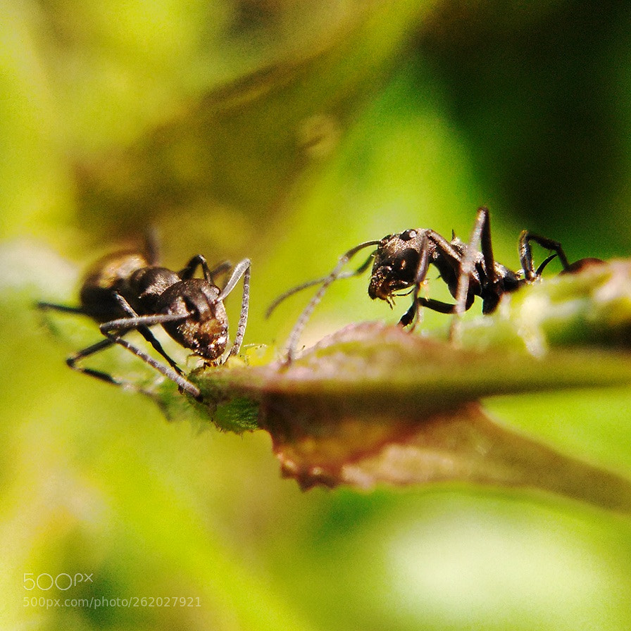 Motorola Moto G Play sample photo. || ant || photography
