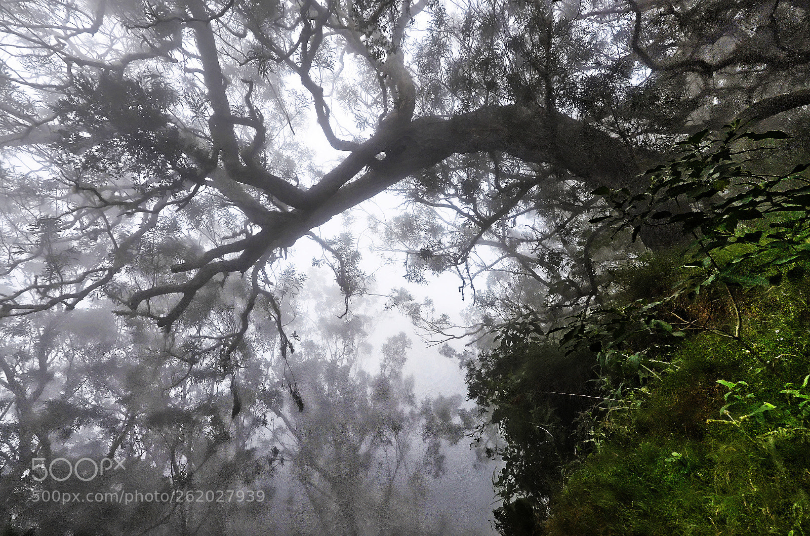 Nikon D7000 sample photo. Under the forest of photography