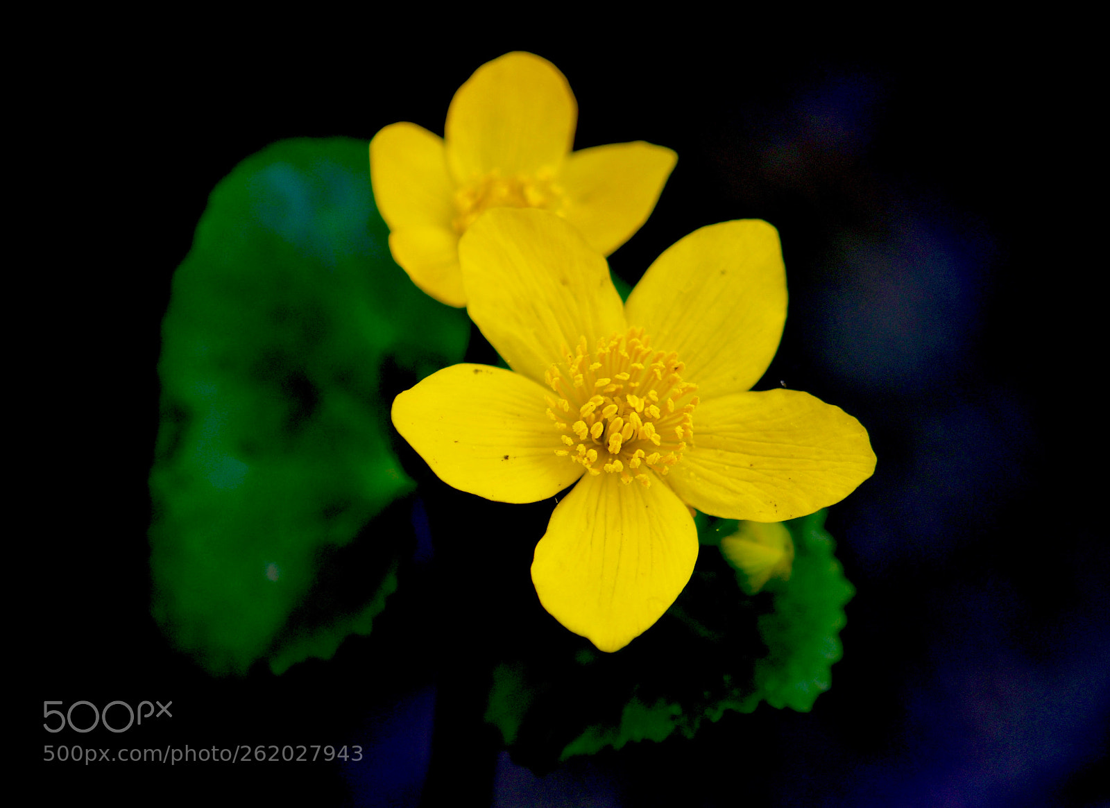 Nikon D500 sample photo. Untitled photography