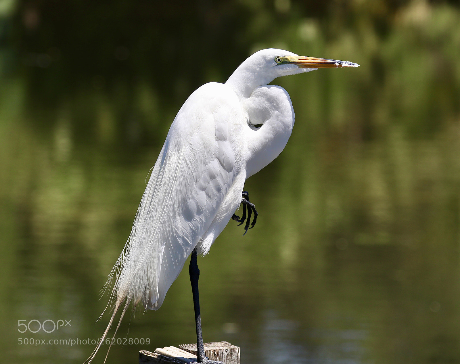 Canon EOS 80D sample photo. Great white egret  photography