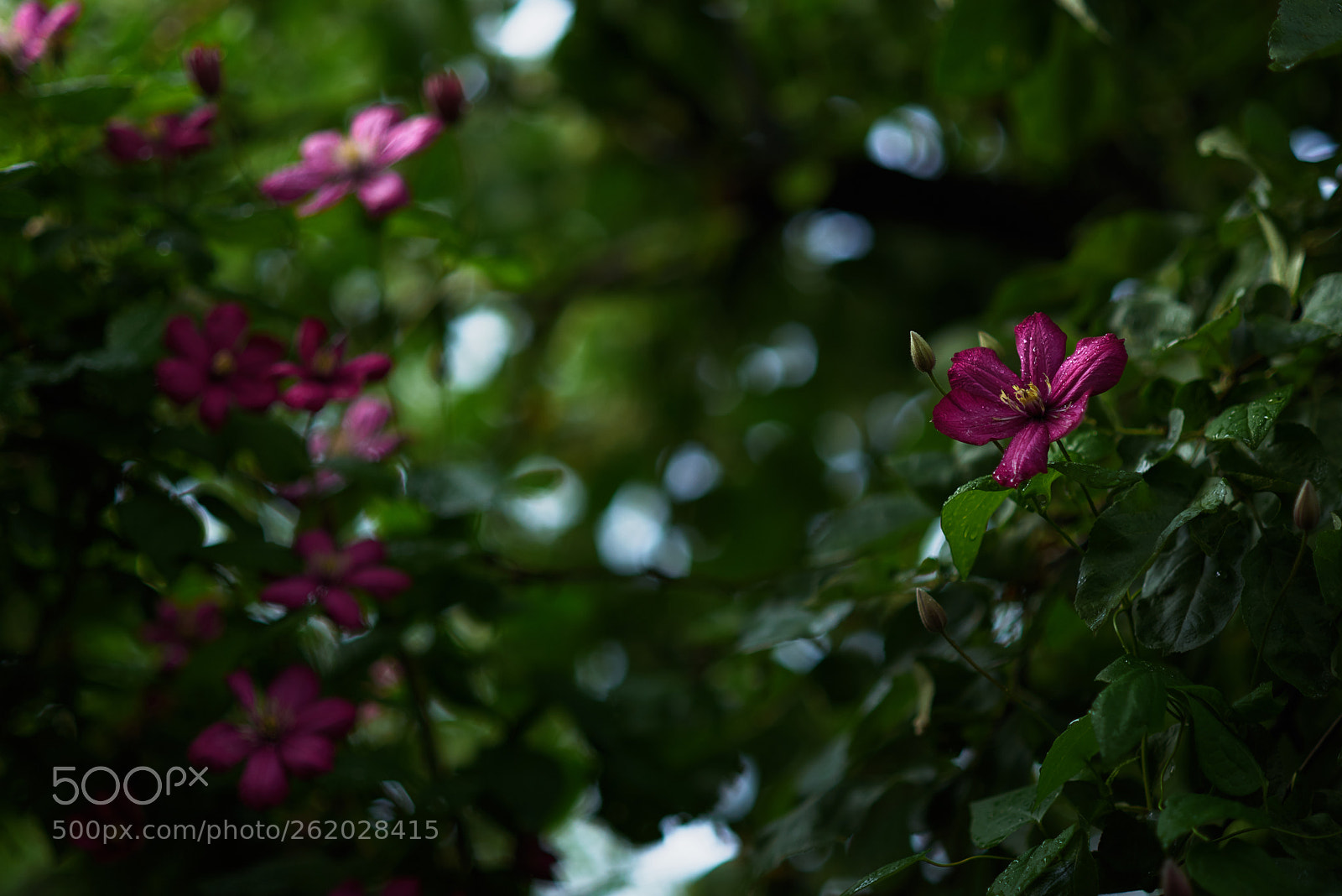 Nikon D610 sample photo. Morning photography