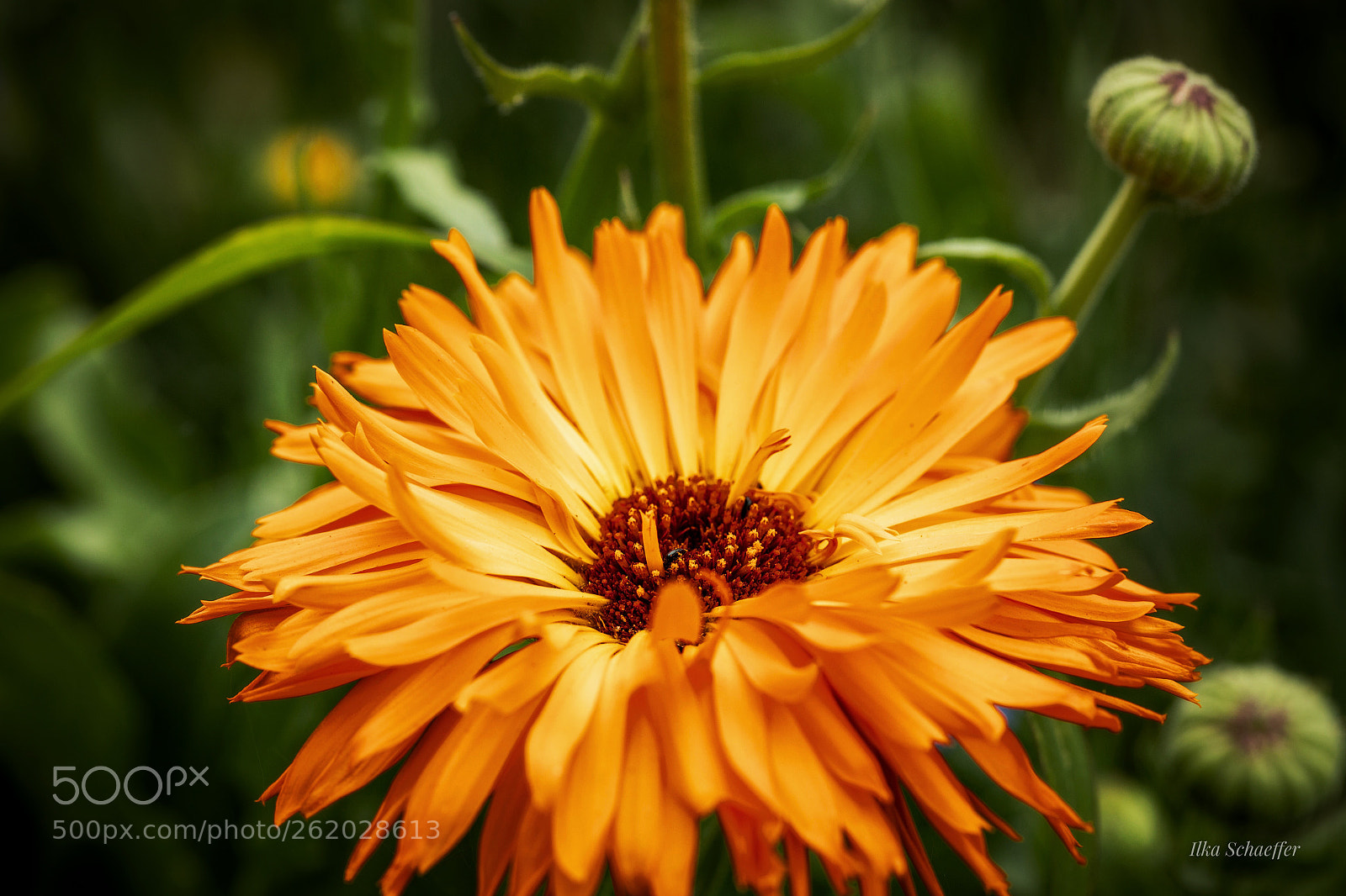 Canon EOS 5D Mark IV sample photo. Sommerblume photography