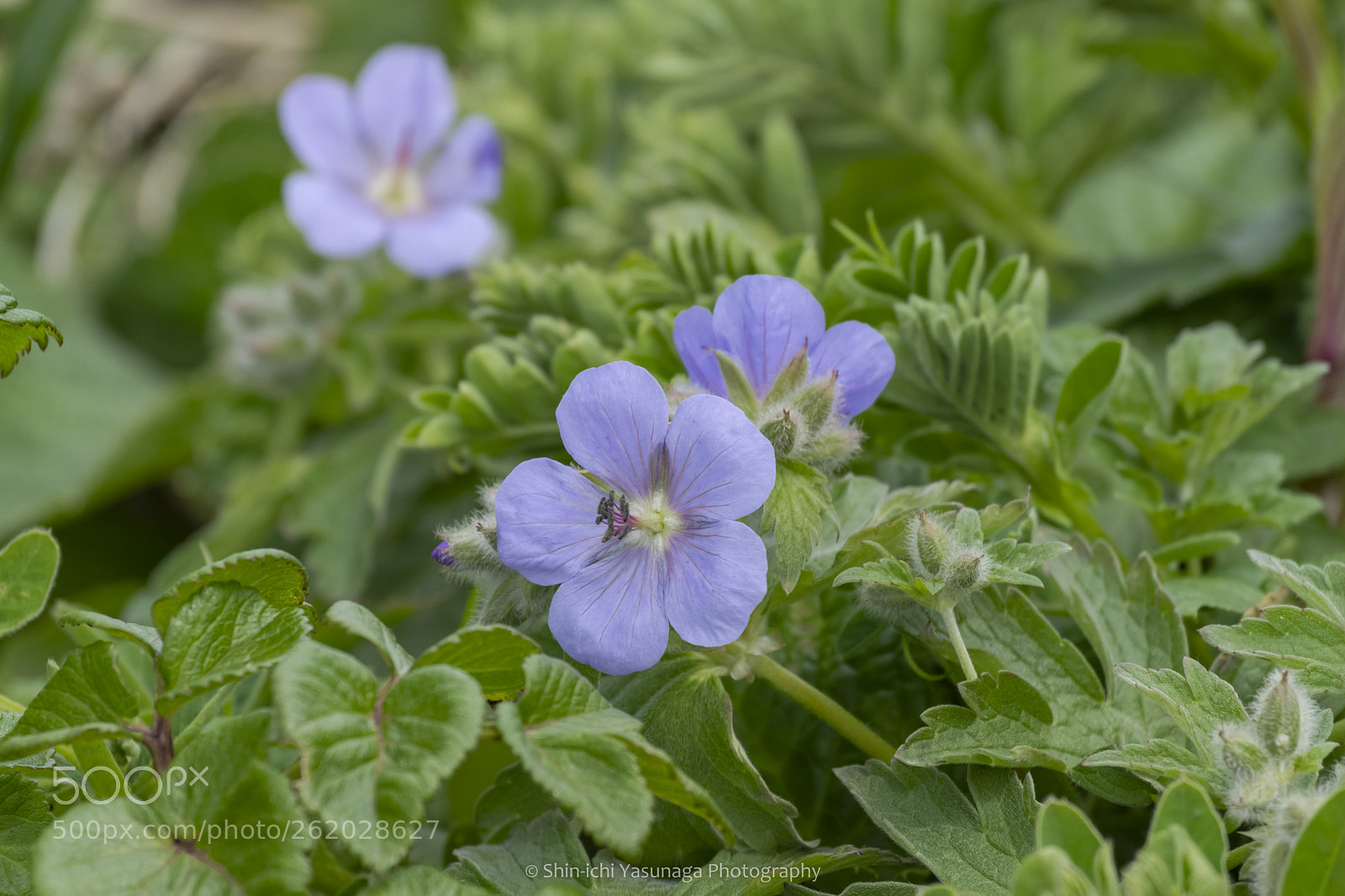 Pentax K-70 sample photo. Geranium erianthum photography