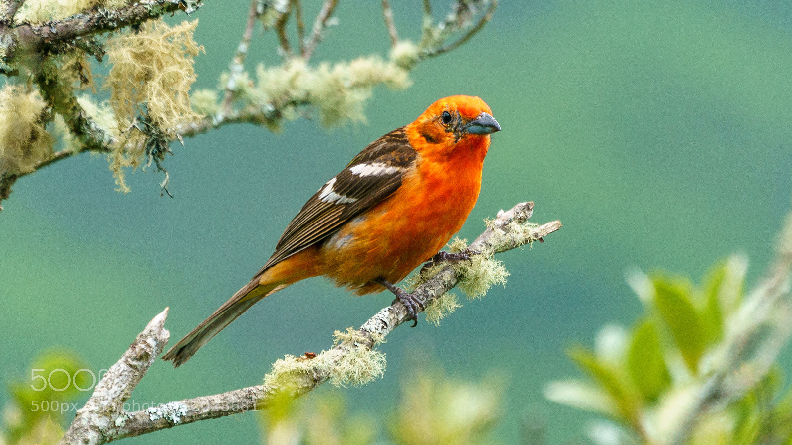 Sony a9 sample photo. Flame-colored tanager photography