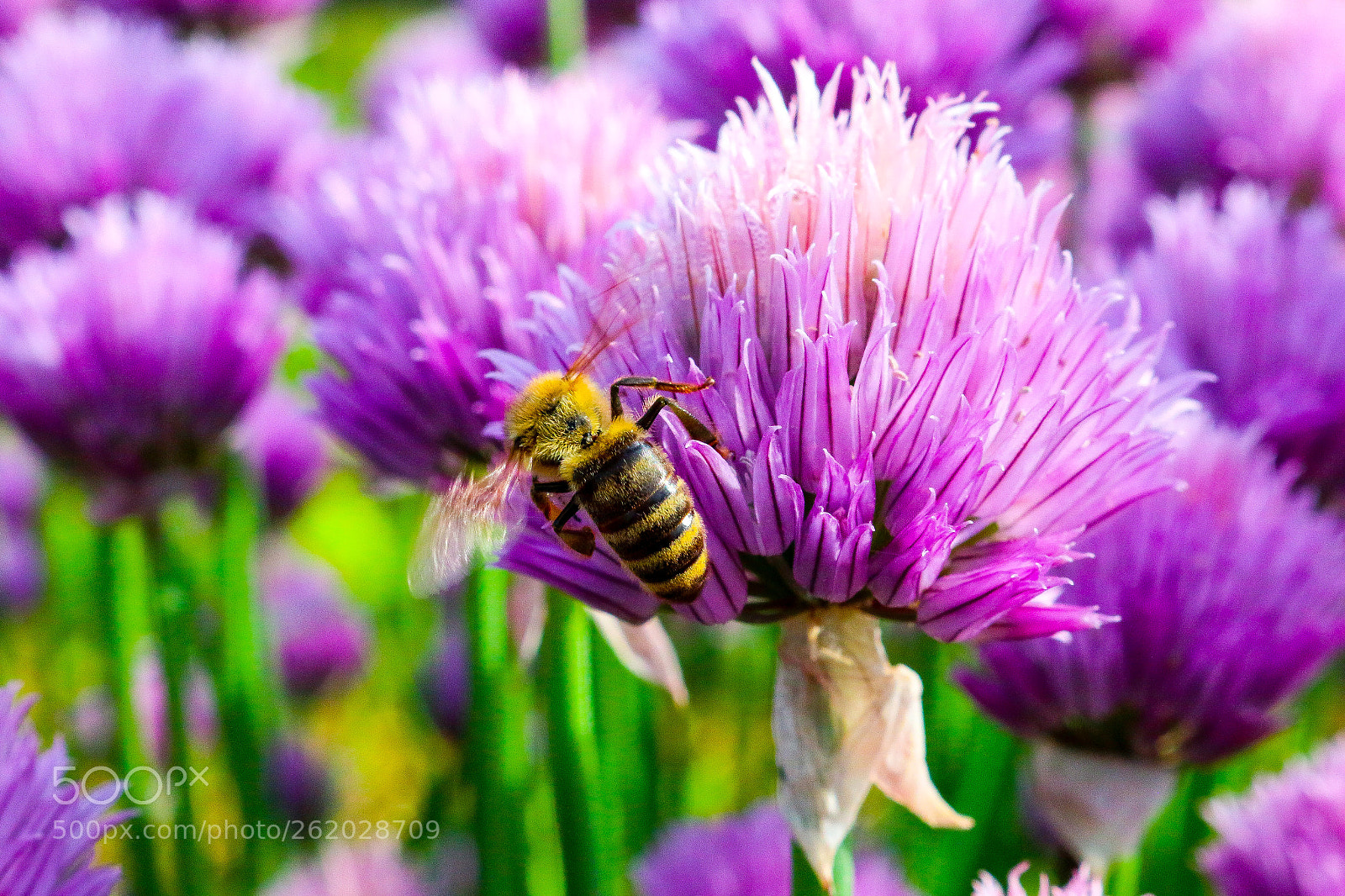 Canon EOS 70D sample photo. Wild garlic photography