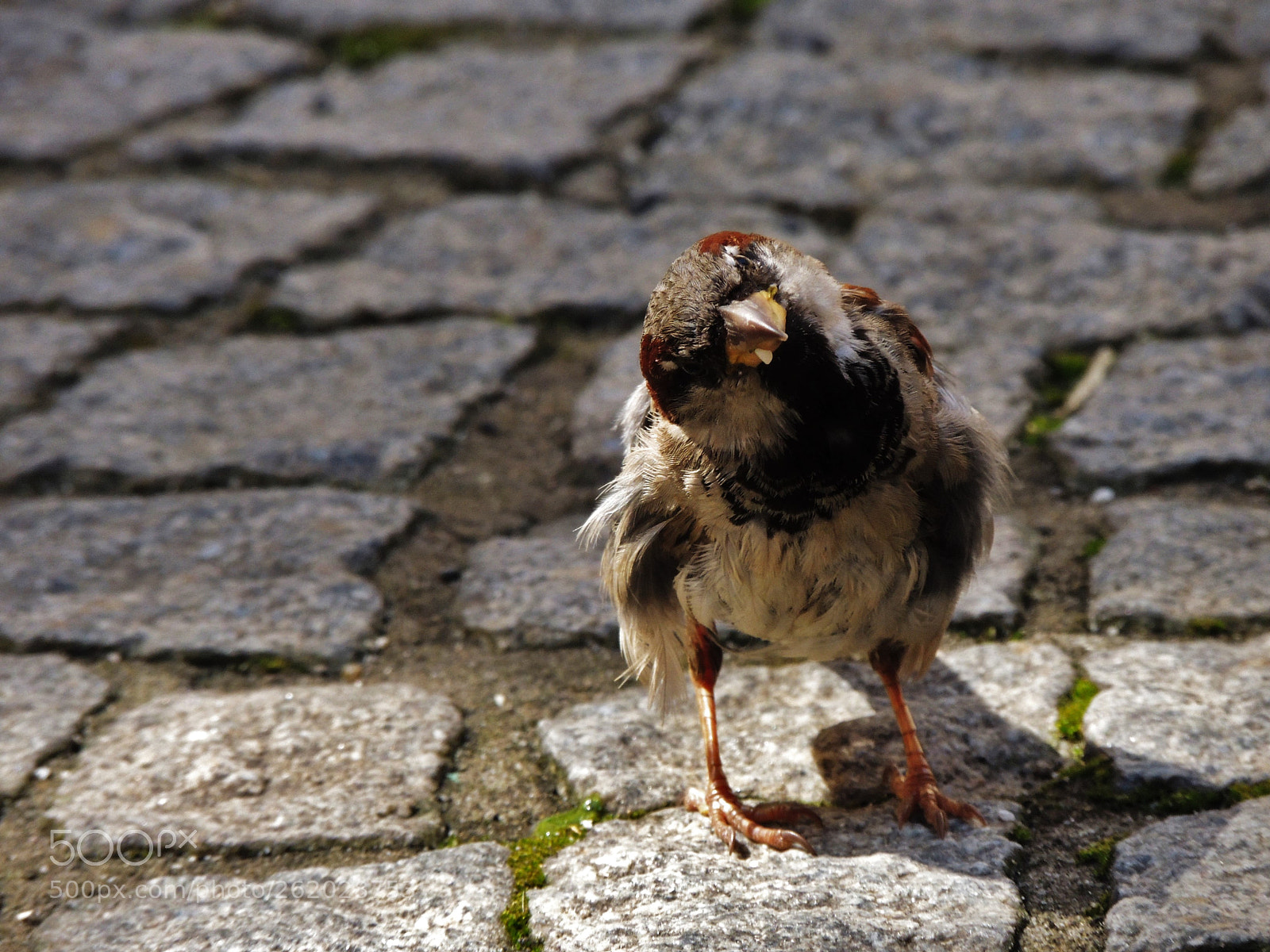 Nikon Coolpix P510 sample photo. Sparrow in town photography
