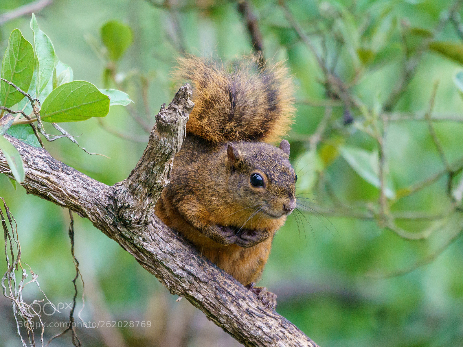 Sony a9 sample photo. Looking innocent photography