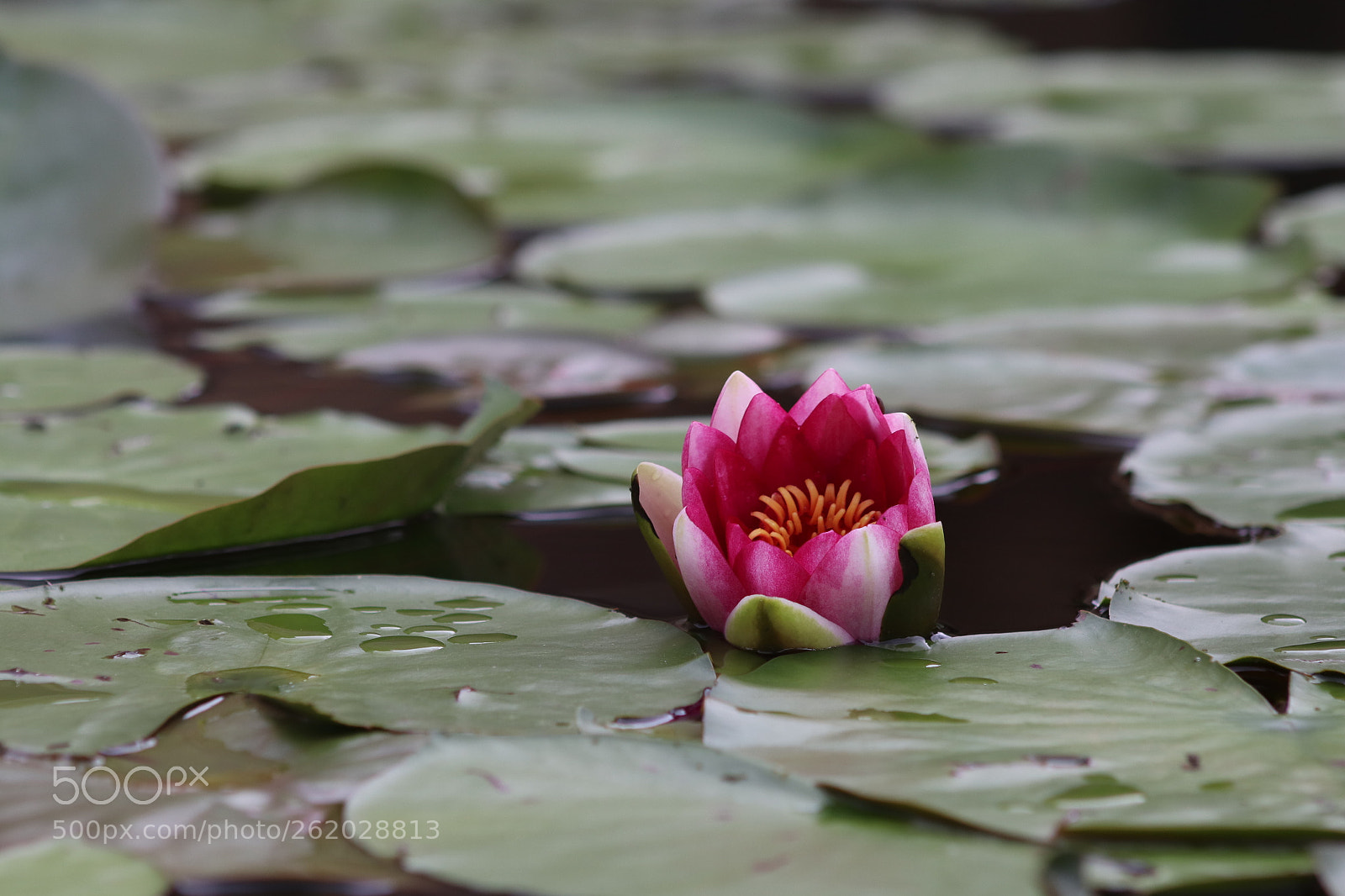 Canon EF 75-300mm f/4-5.6 sample photo. Untitled photography