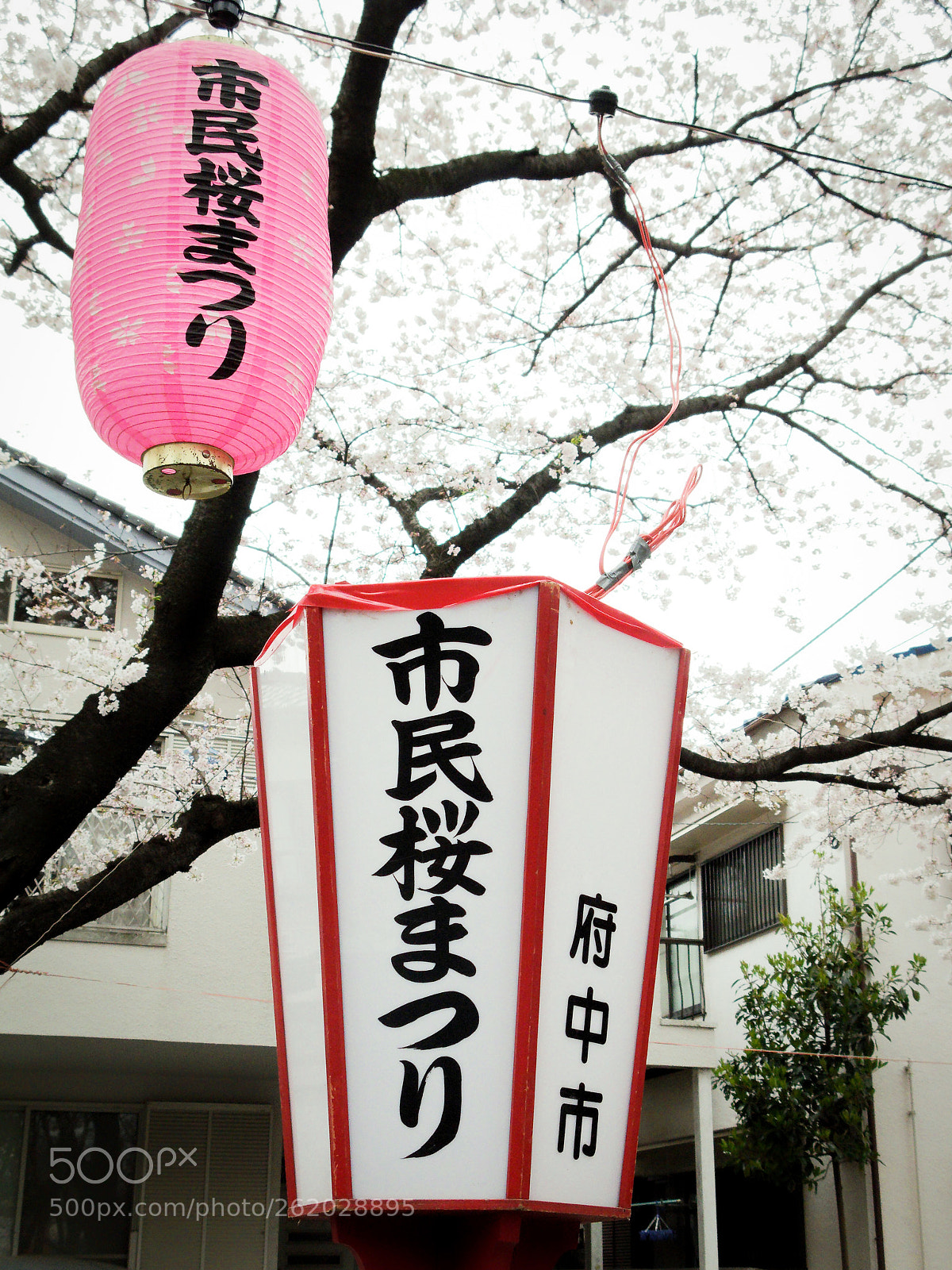 Canon POWERSHOT G9 sample photo. Tokyo blossoms, 2009 photography