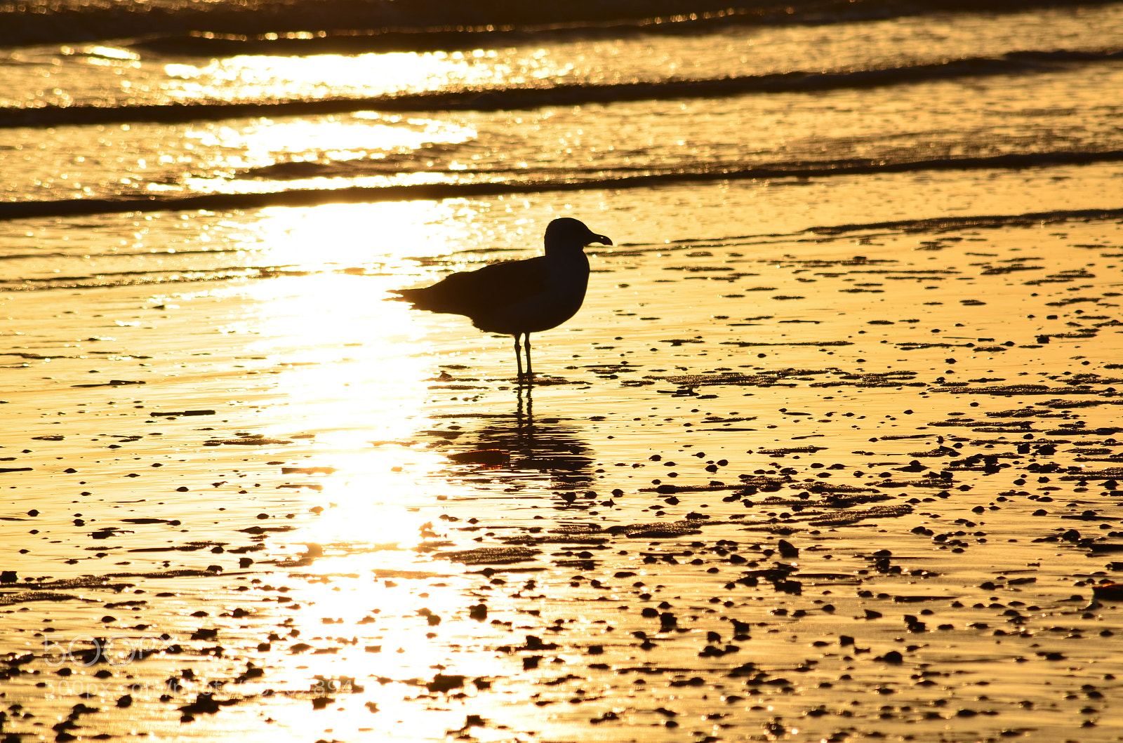 Nikon D5100 sample photo. Golden light photography