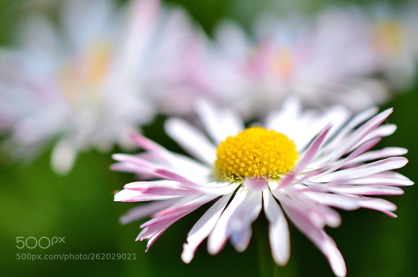 Nikon D3200 sample photo. Blooms quietly photography