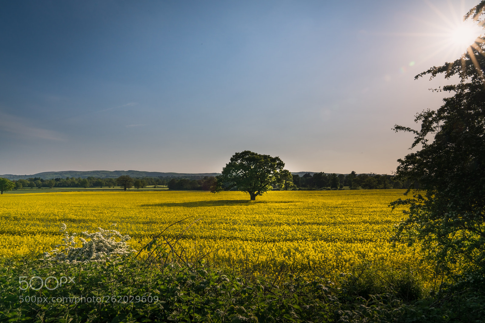 Sony a7R III sample photo. All that glitters photography