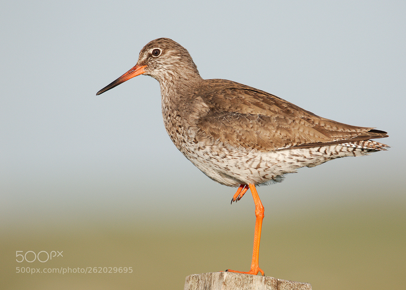 Canon EOS 7D Mark II sample photo. Redshank classic pose photography