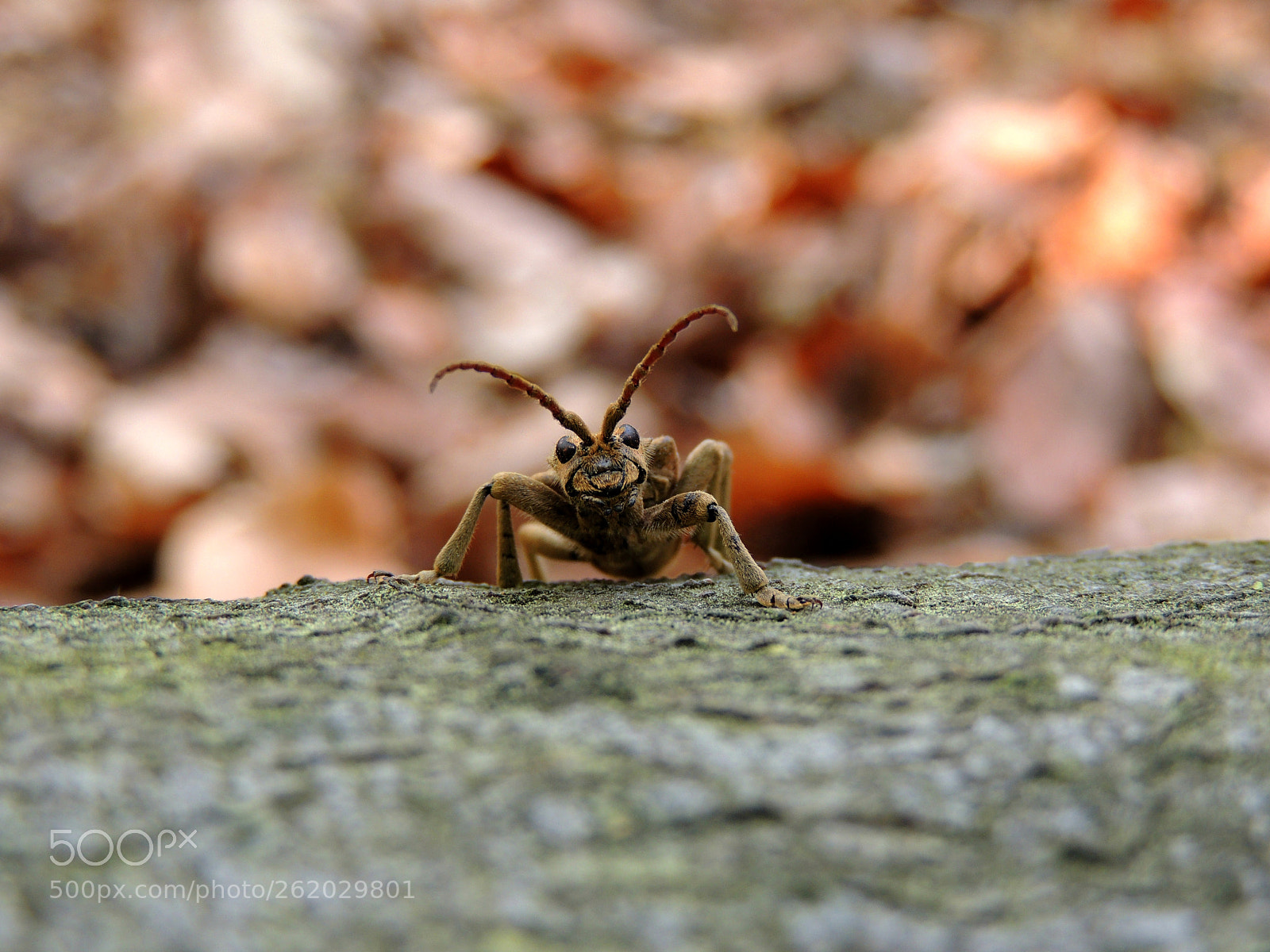 Nikon Coolpix P510 sample photo. Bug photography