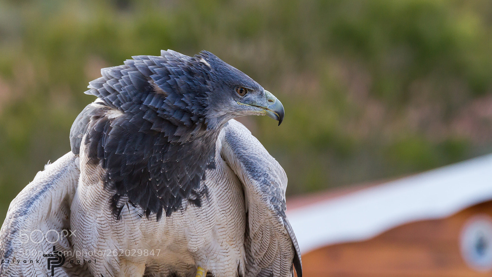 Canon EOS 7D sample photo. Chilean blue eagle photography