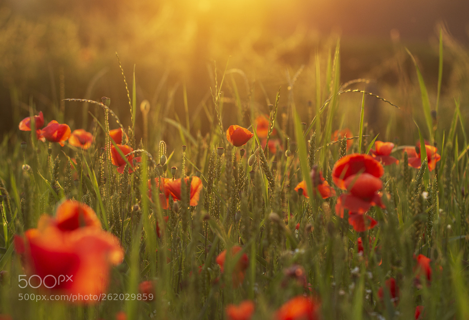 Canon EOS 700D (EOS Rebel T5i / EOS Kiss X7i) sample photo. Poppy field photography