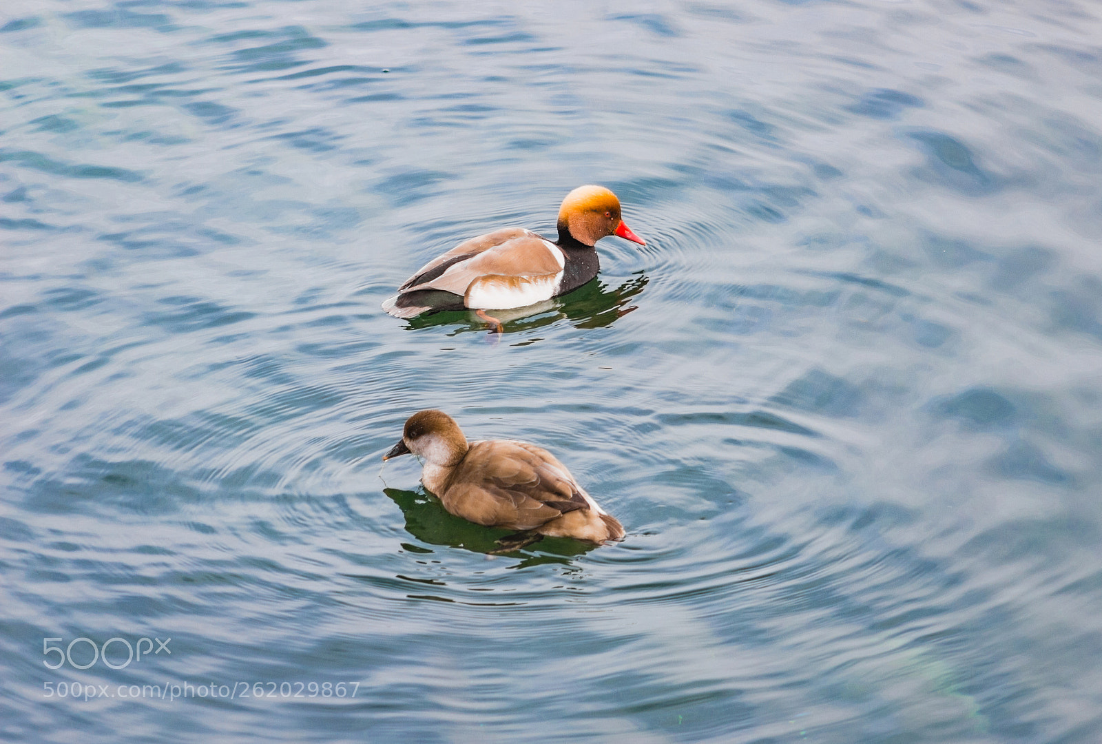 Canon EOS 100D (EOS Rebel SL1 / EOS Kiss X7) sample photo. Ducks photography