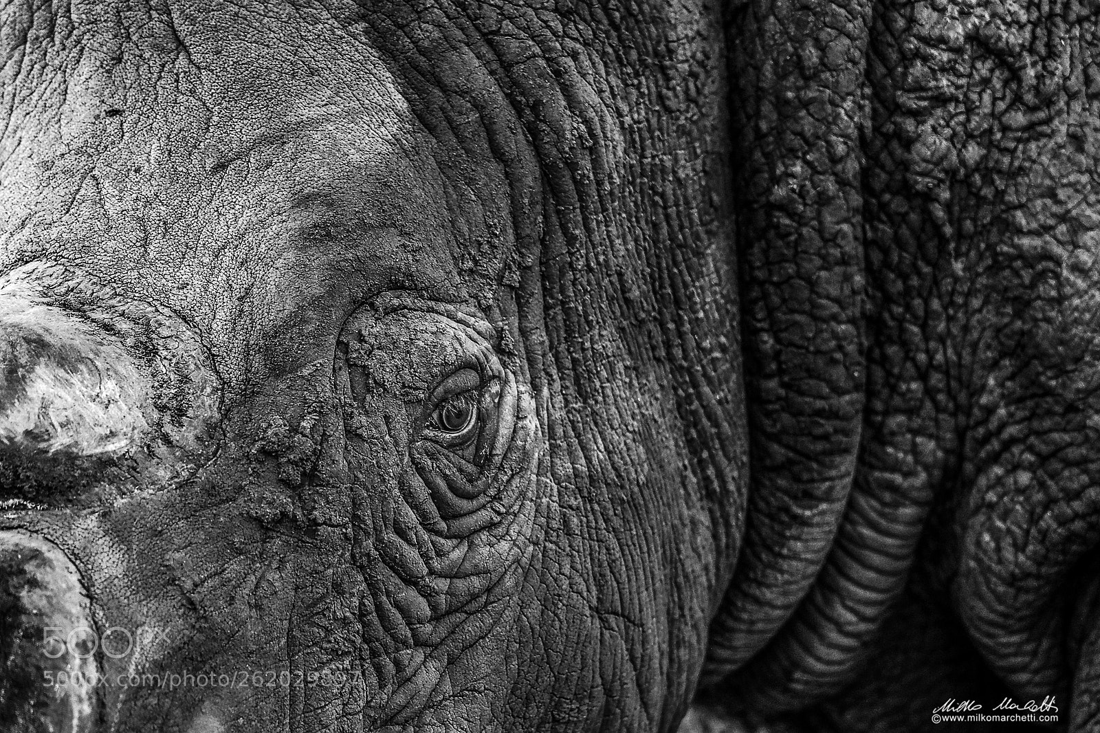Canon EOS-1D X Mark II sample photo. Rhino photography