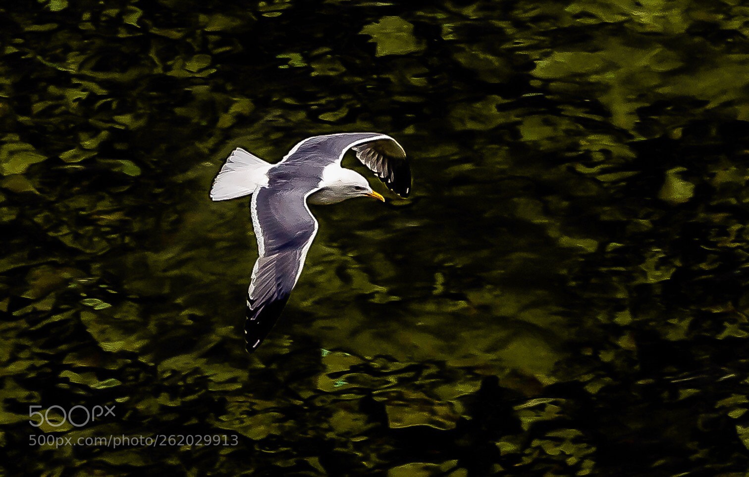Nikon D750 sample photo. Free bird photography