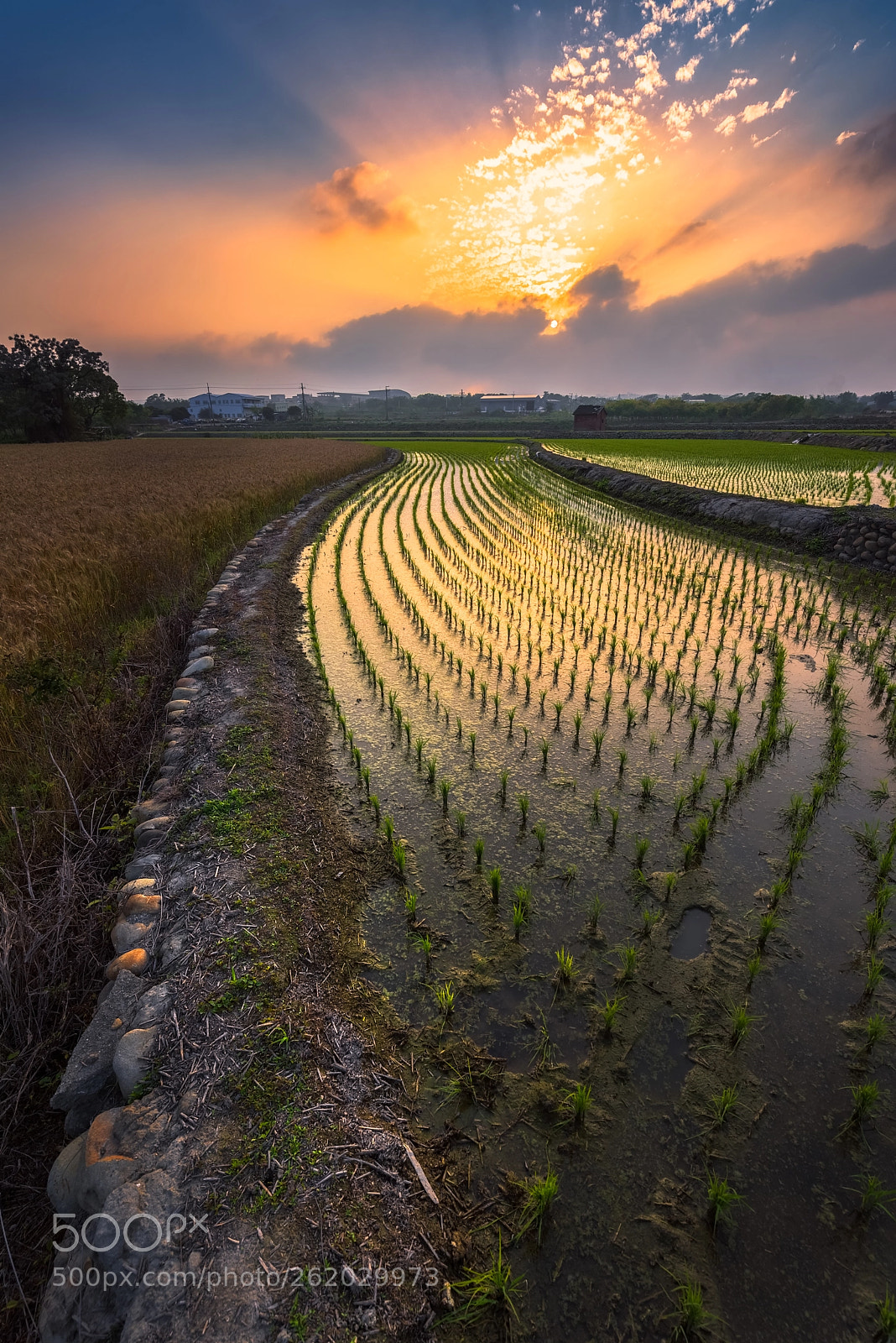 Nikon D810 sample photo. Sun hiding over rice photography