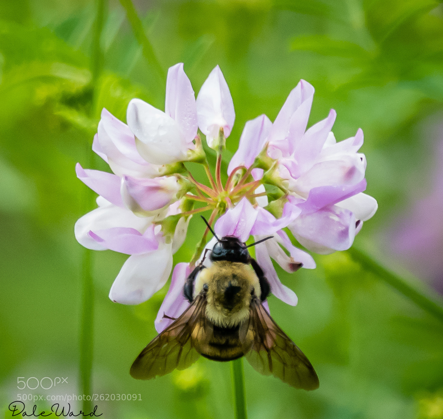 Nikon D500 sample photo. Busy bee photography