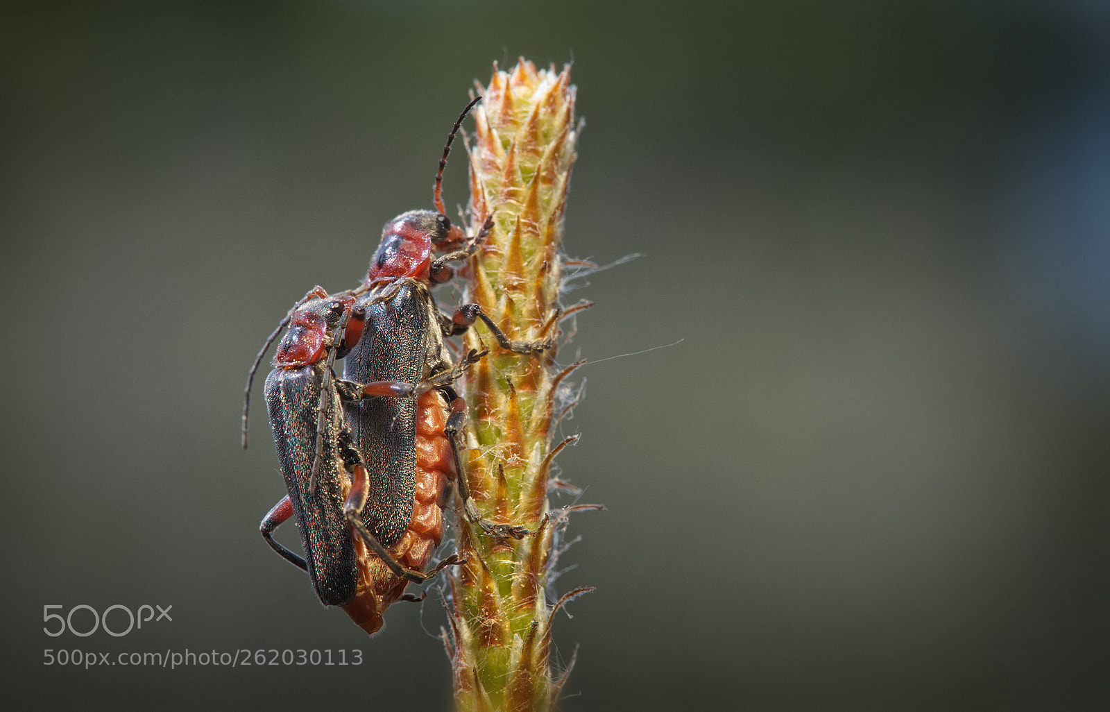 Canon EOS 6D sample photo. Bock auf... photography