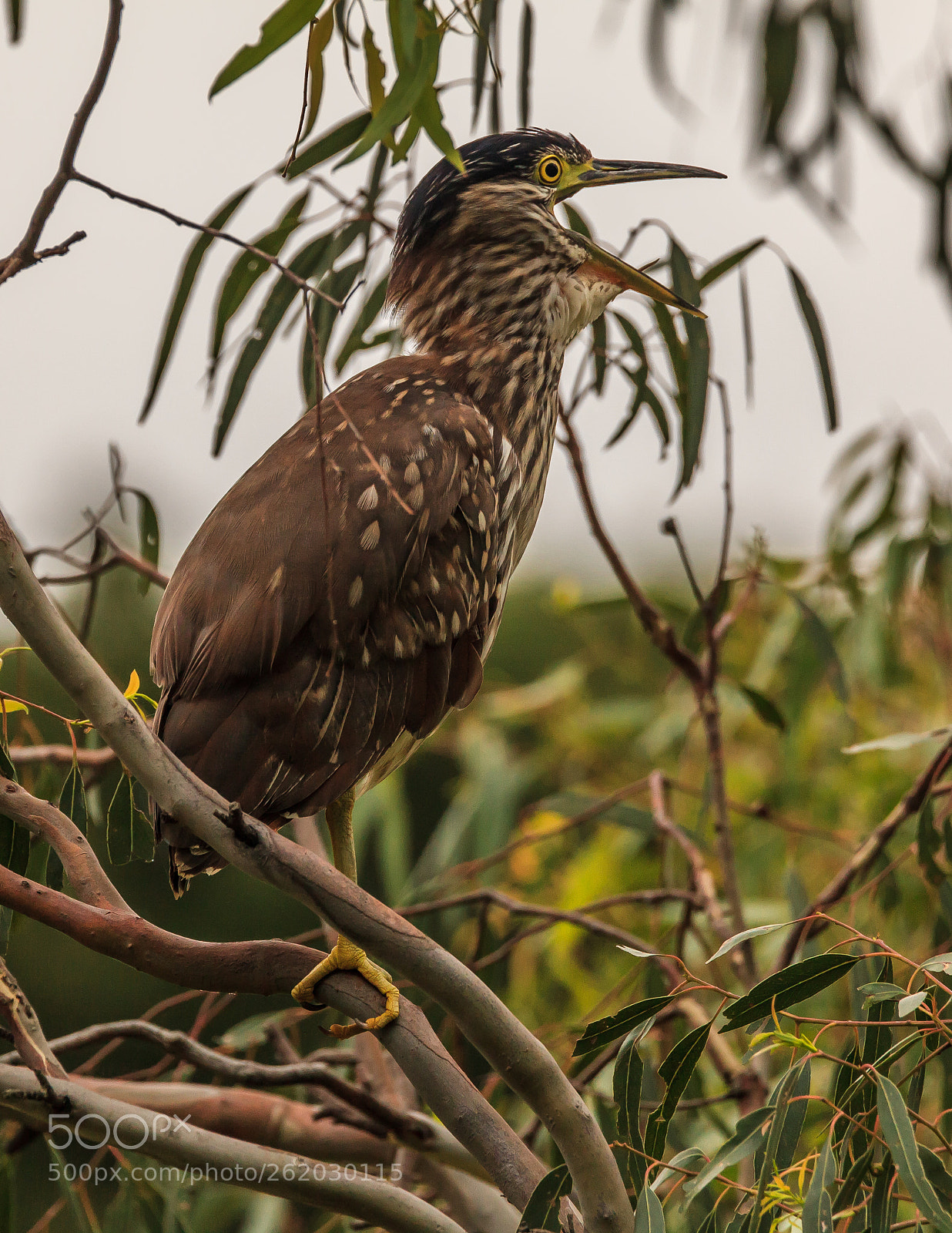 Canon EOS 5D Mark II sample photo. Not happy jan photography
