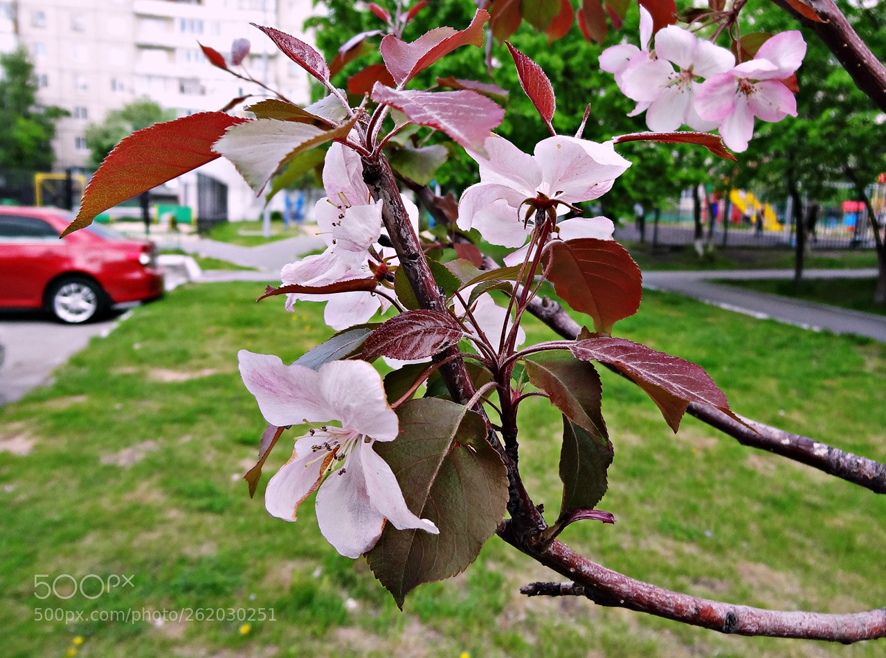 Sony Cyber-shot DSC-HX9V sample photo. Цветение photography